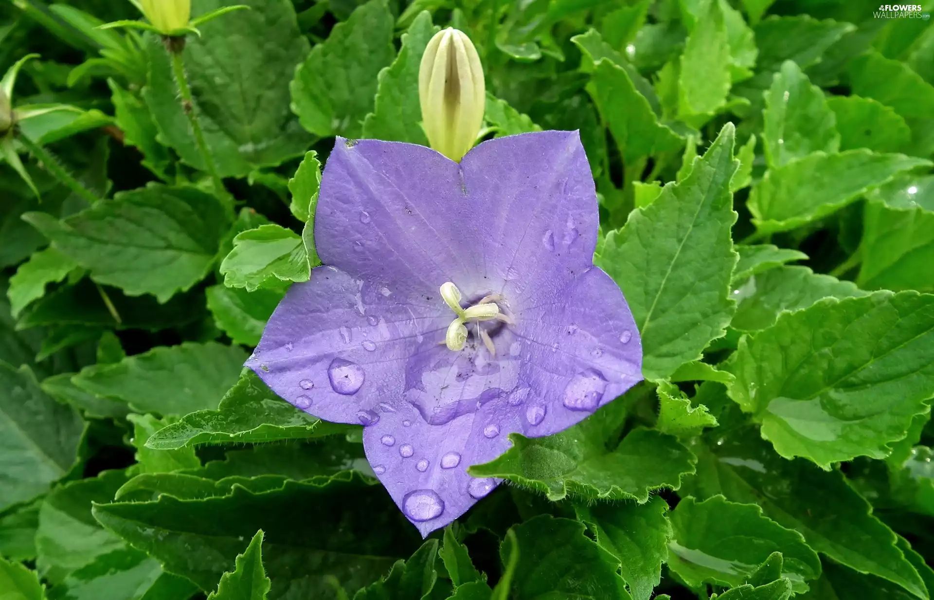 Platycodon, nature, Flowers