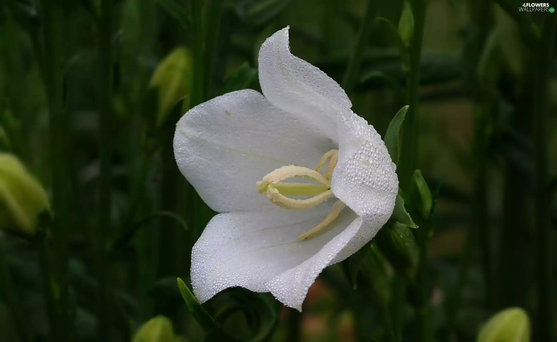 Platycodon, nature, Flowers
