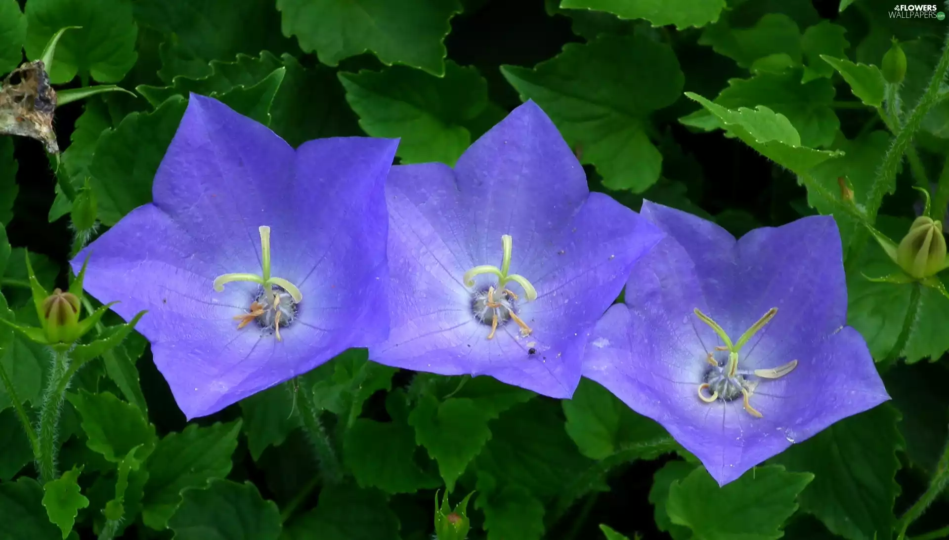 Platycodon, nature, Flowers