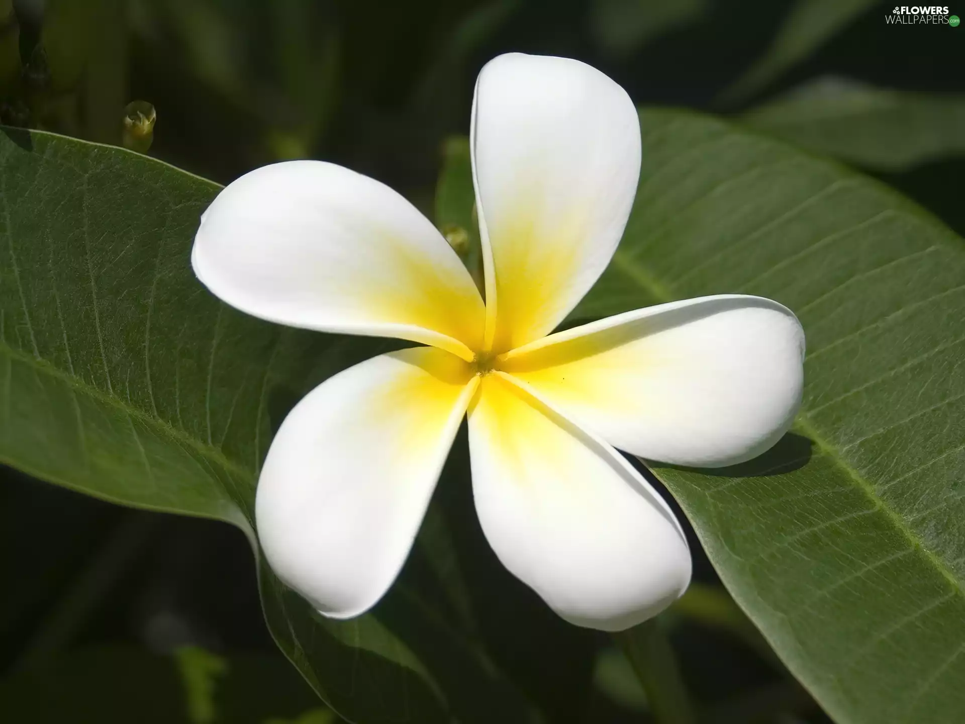 Plumeria