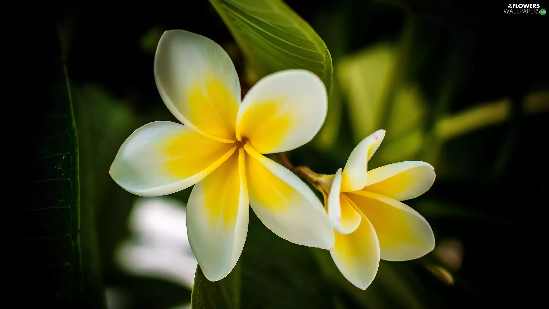 Plumeria