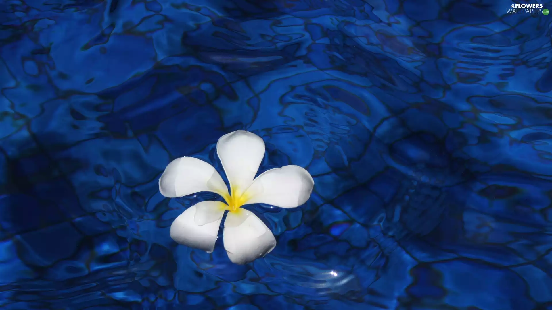 Blue Water, White, Plumeria