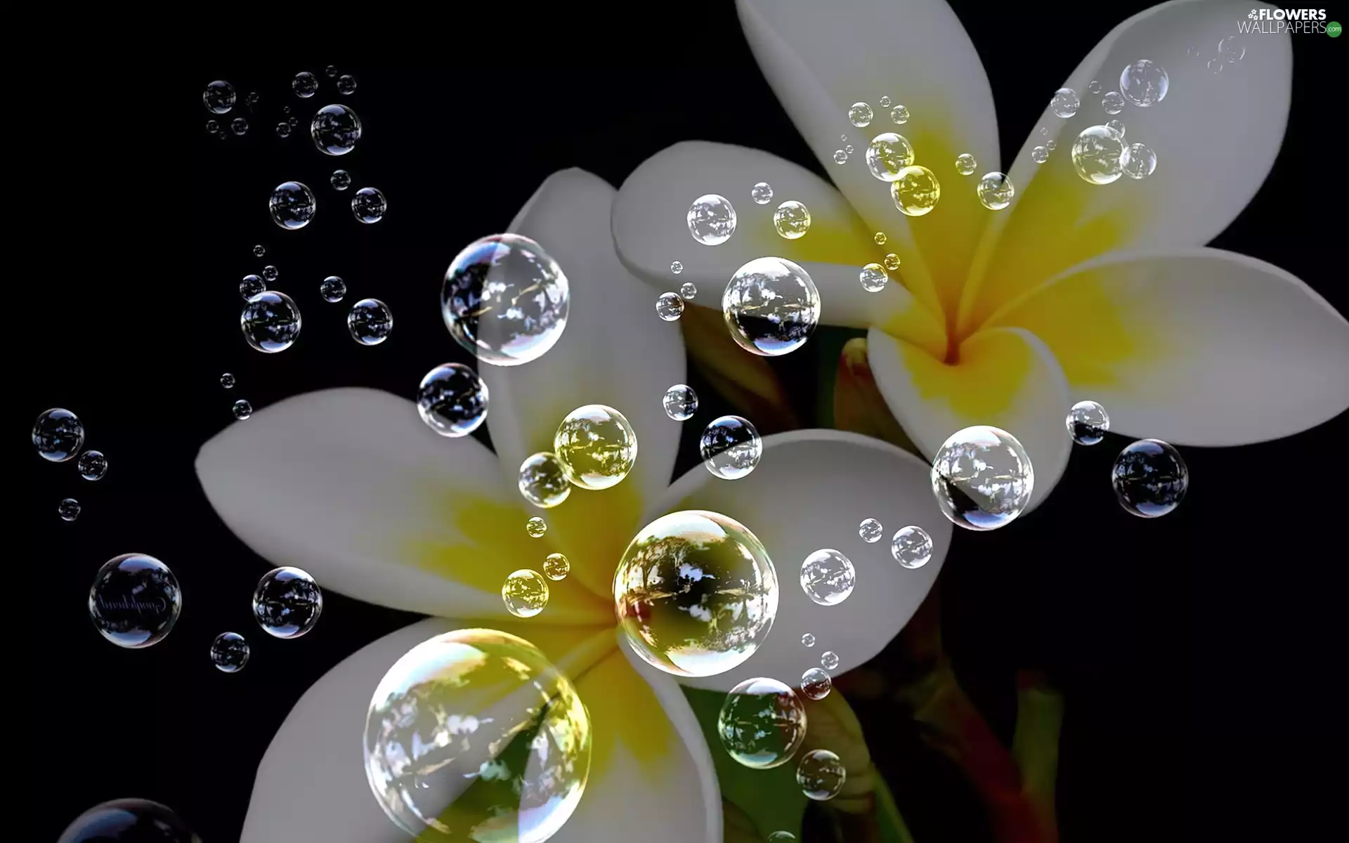 Plumeria, interesting eyes