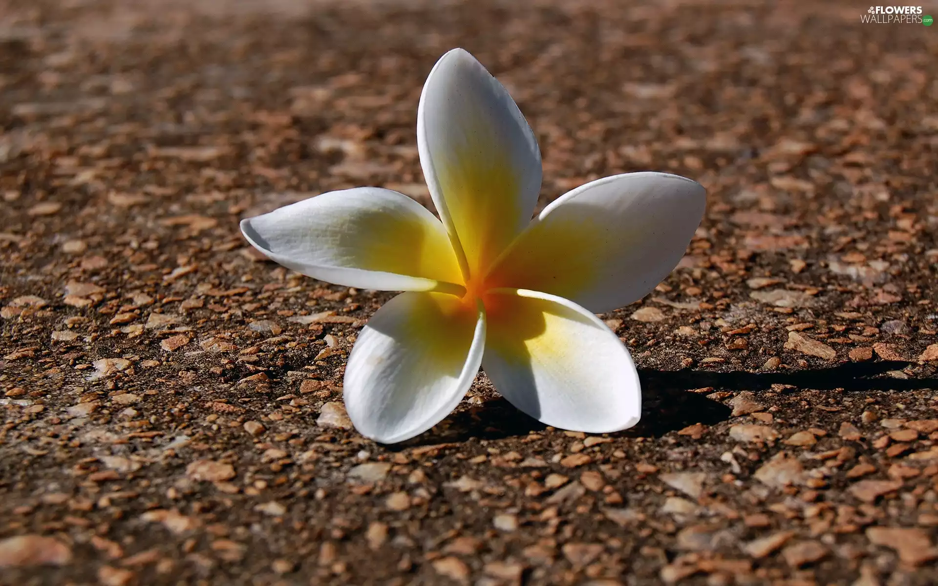 flower, Plumeria