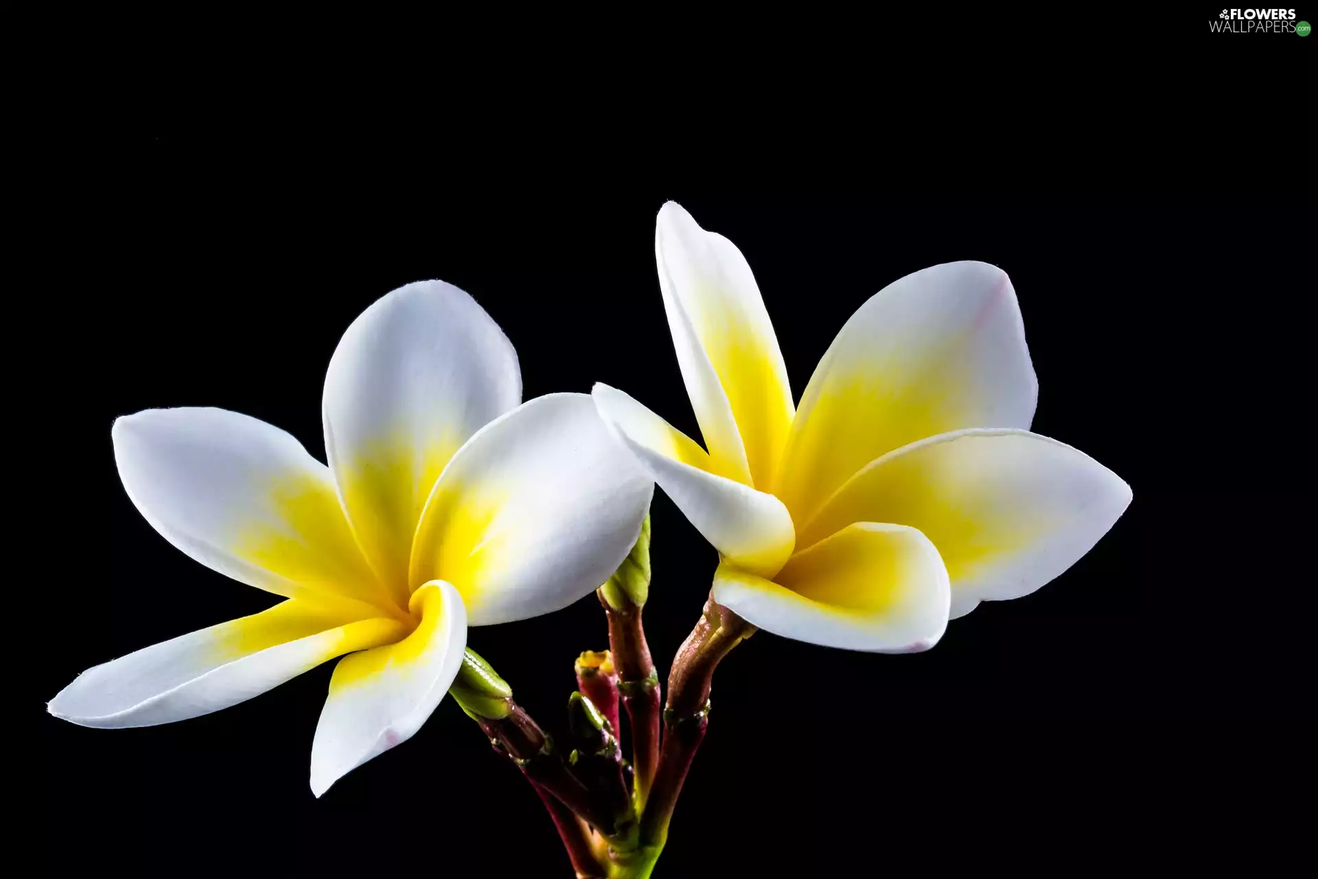 Flowers, Black, background, Plumeria