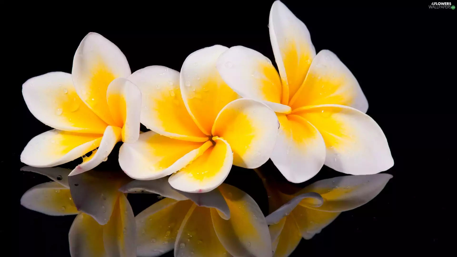 Flowers, dark, background, Plumeria