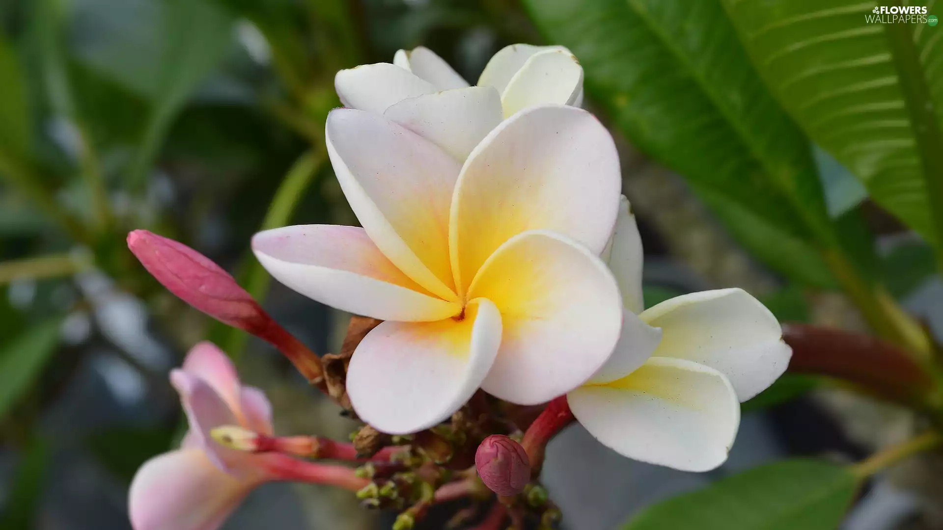 Flowers, Leaf, Buds, Plumeria