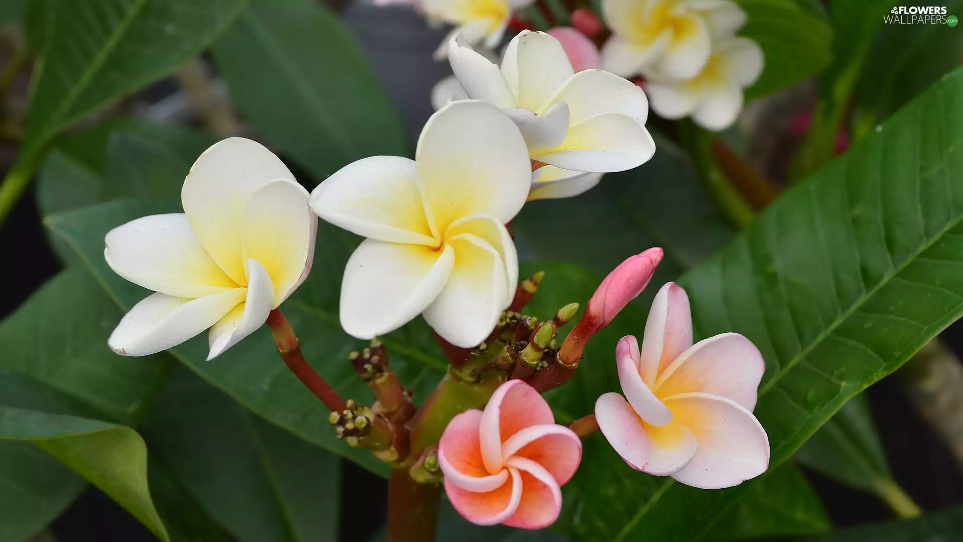 Flowers, Buds, Leaf, Plumeria