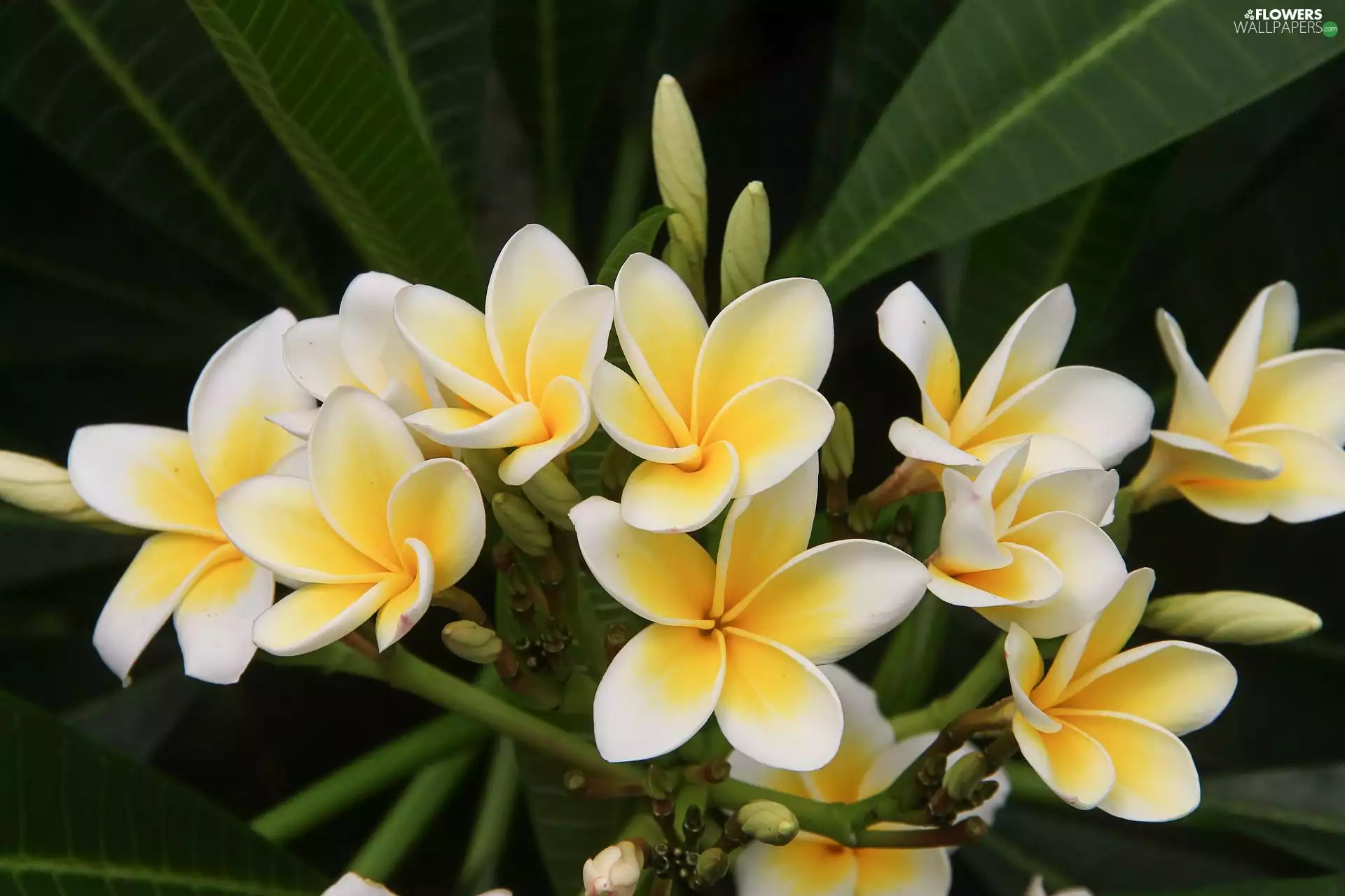 Flowers, Buds, Leaf, Plumeria