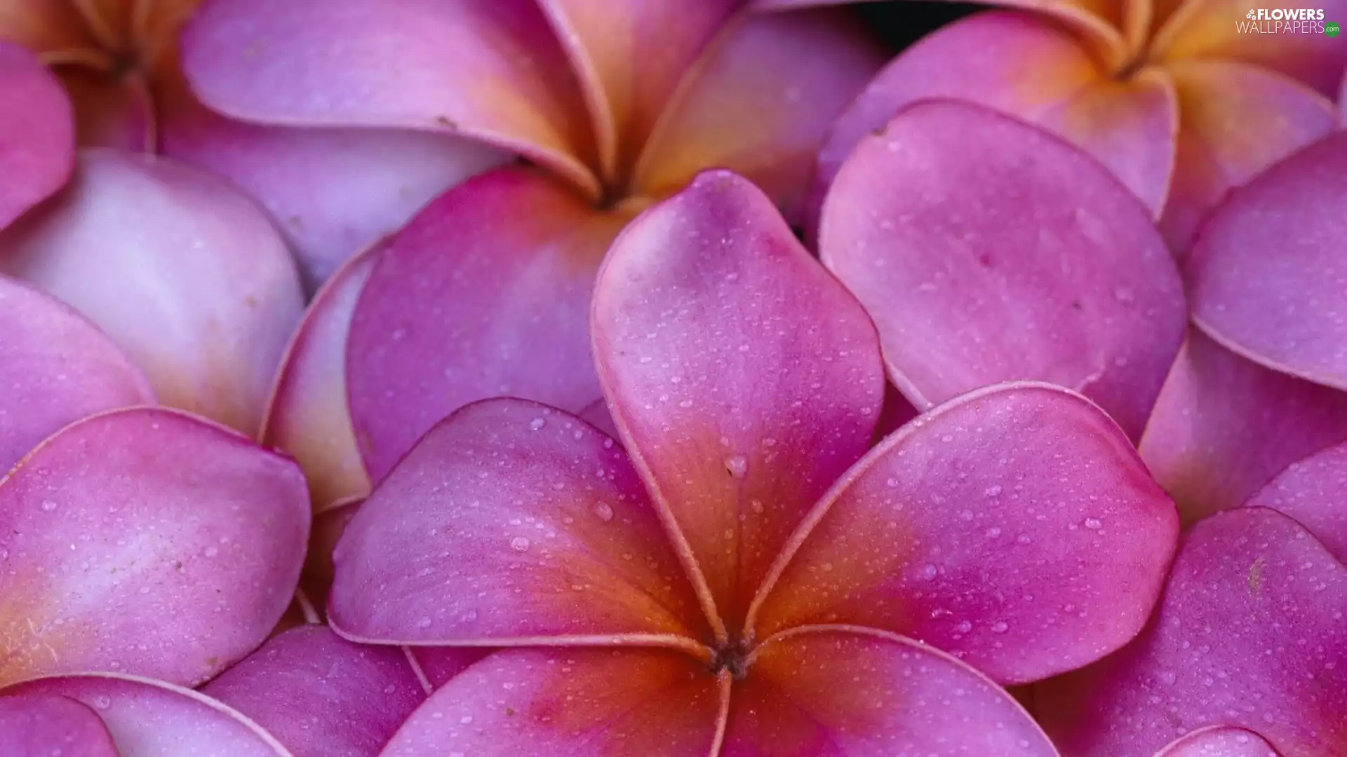 Plumeria, Pink, Flowers