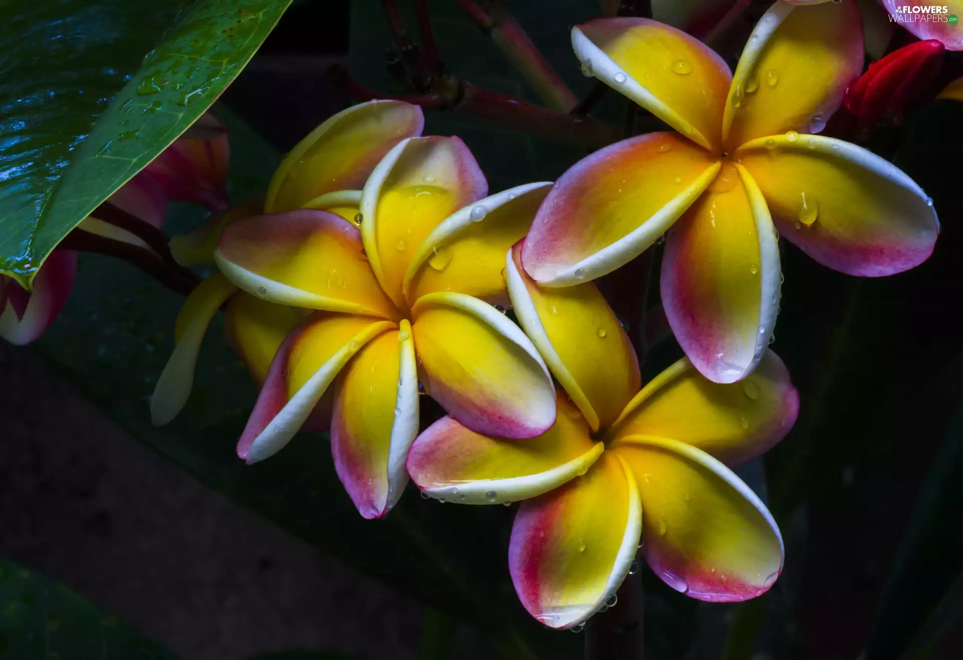 Flowers, drops, rain, Plumeria
