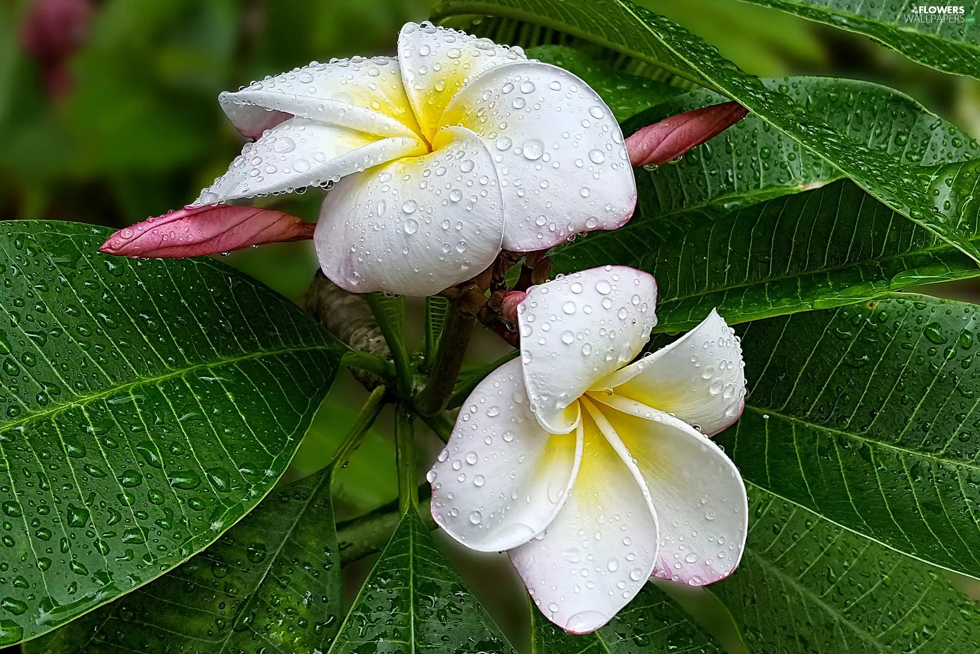 Leaf, White, rain, Plumeria, drops, Flowers