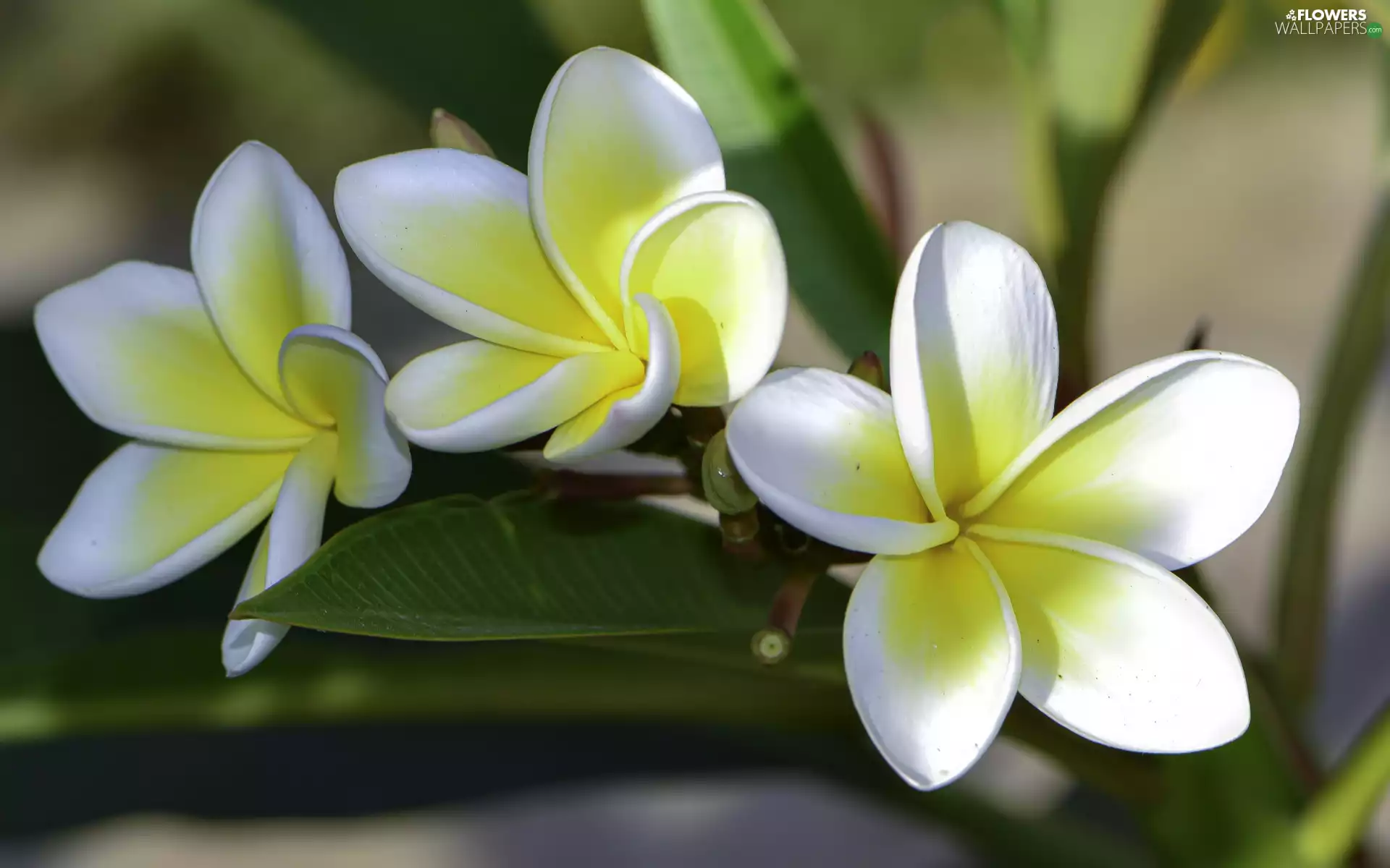 White and yellow, Plumeria, Leaf, Flowers