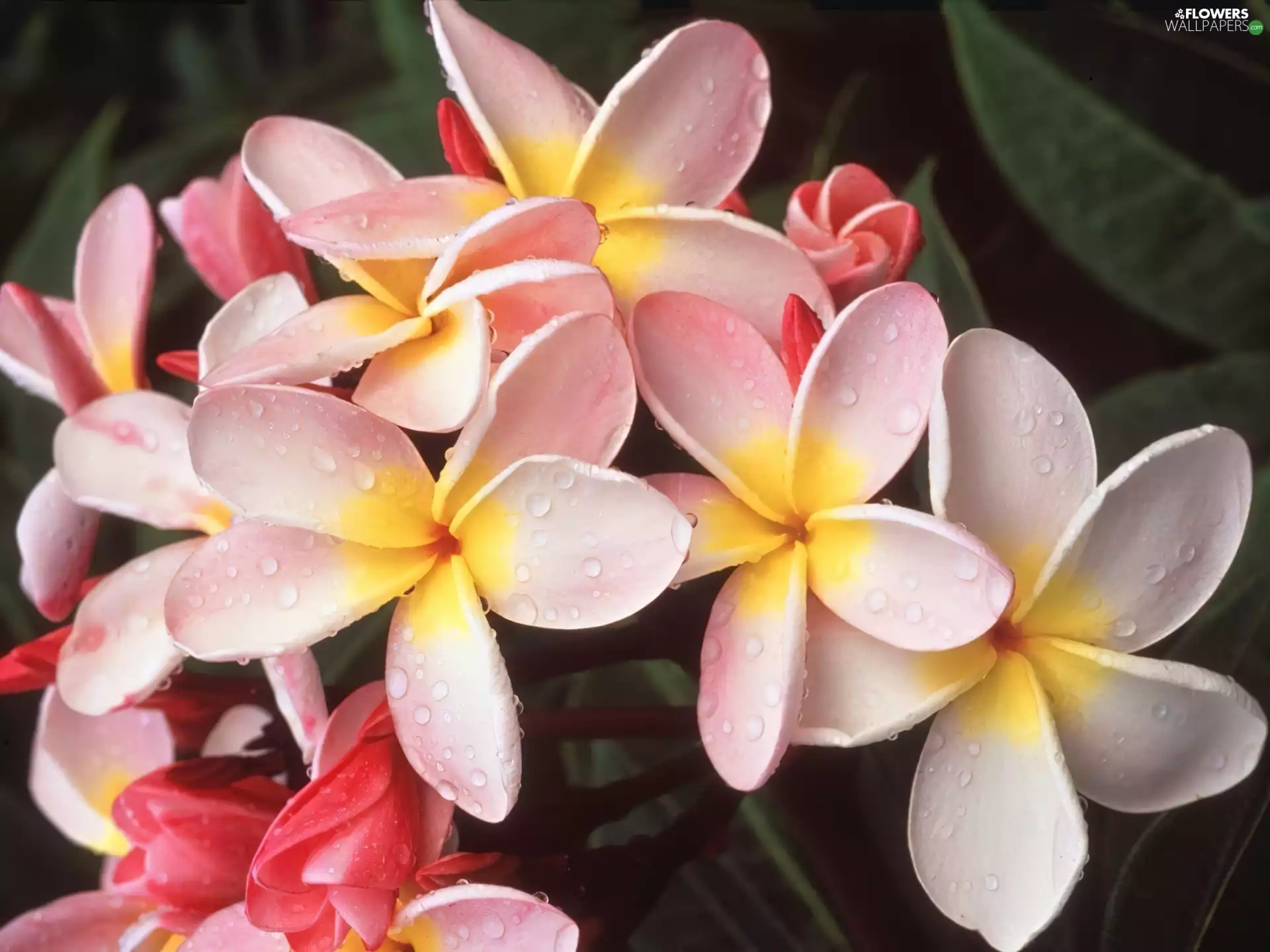 Plumeria, Flowers