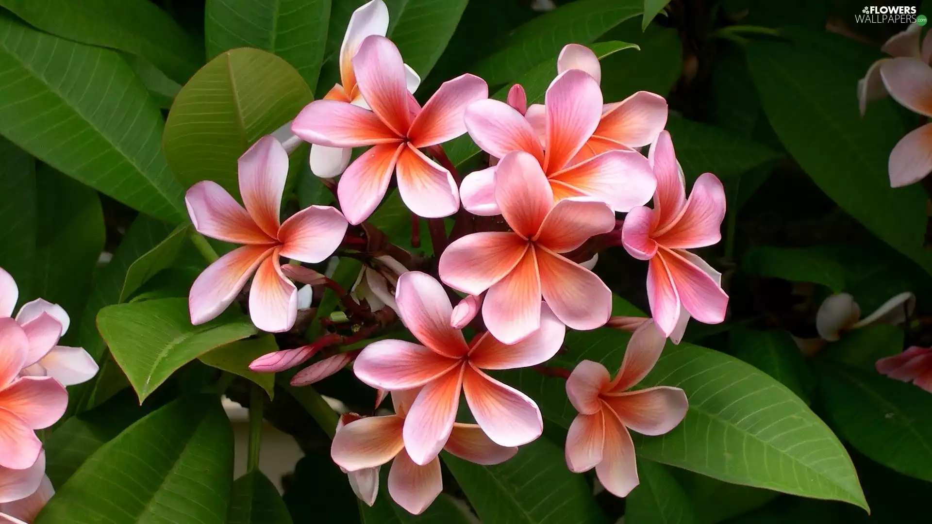 Pink, Plumeria, Leaf, Colourfull Flowers