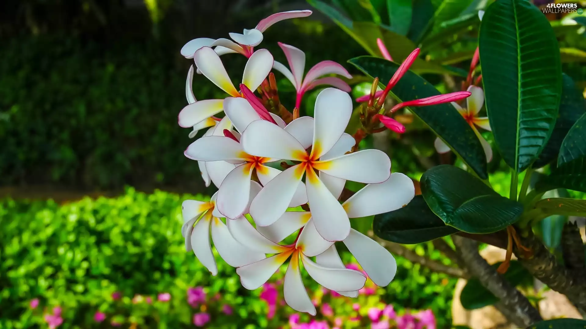 Leaf, Colourfull Flowers, Plumeria