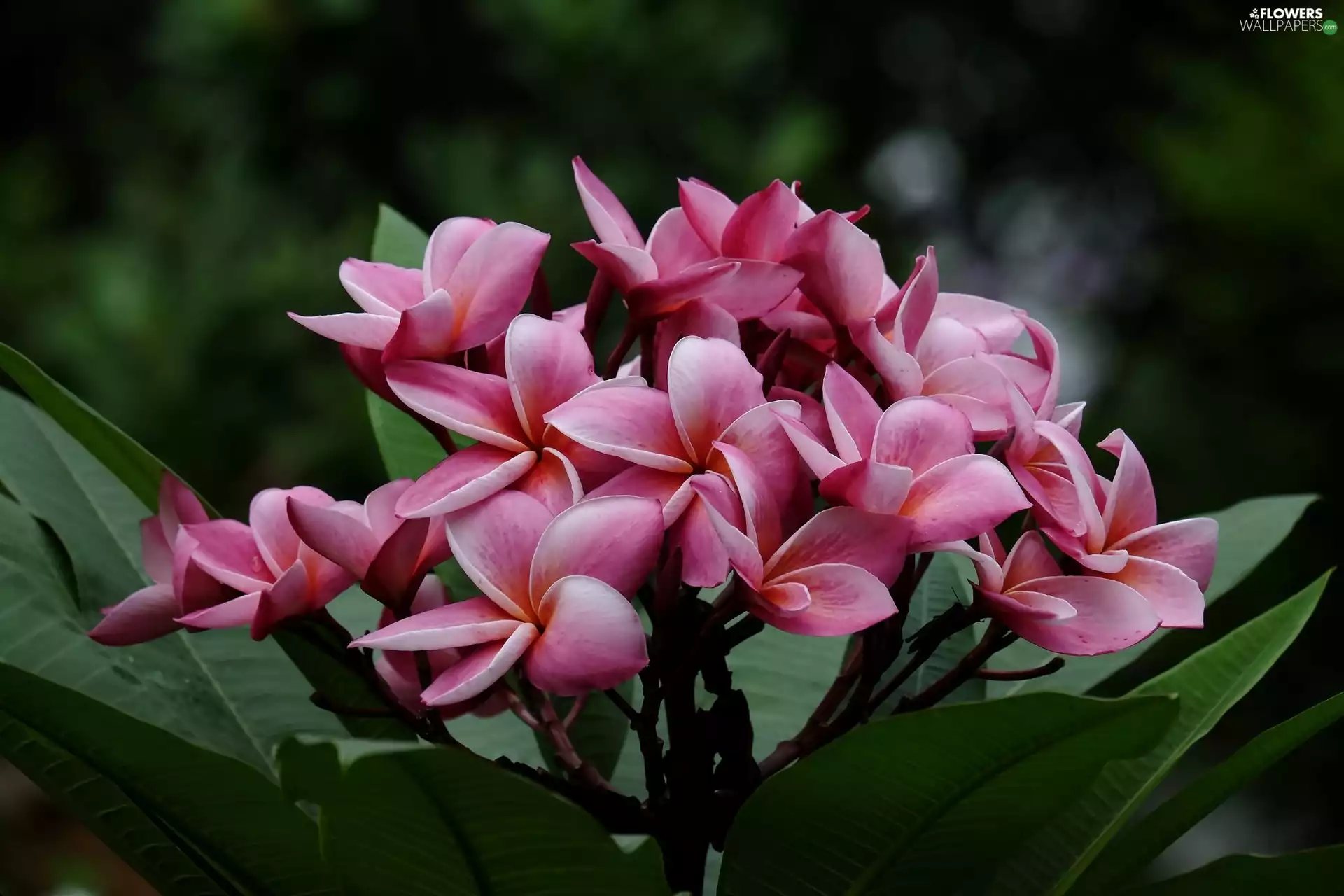 Plumeria, leaves