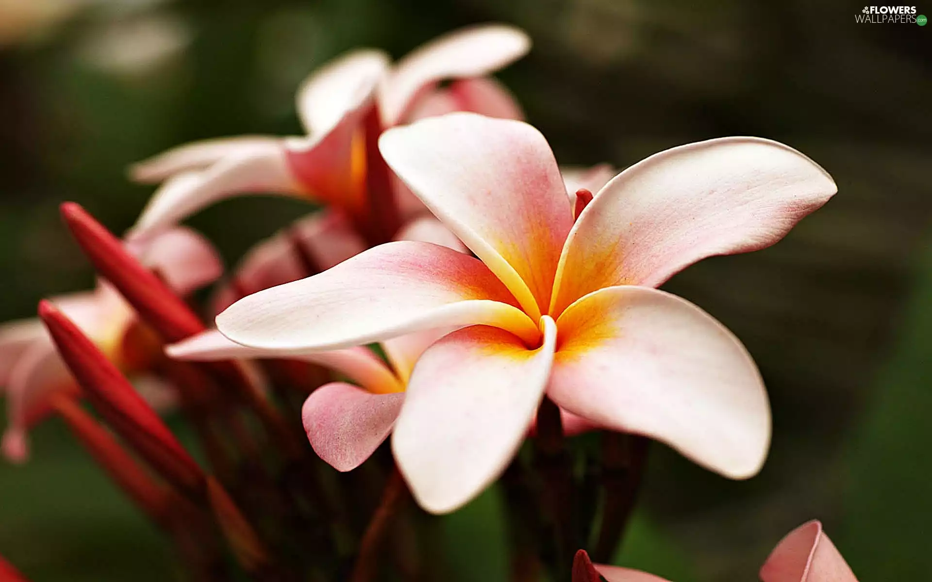 Plumeria, Beauty, Pink