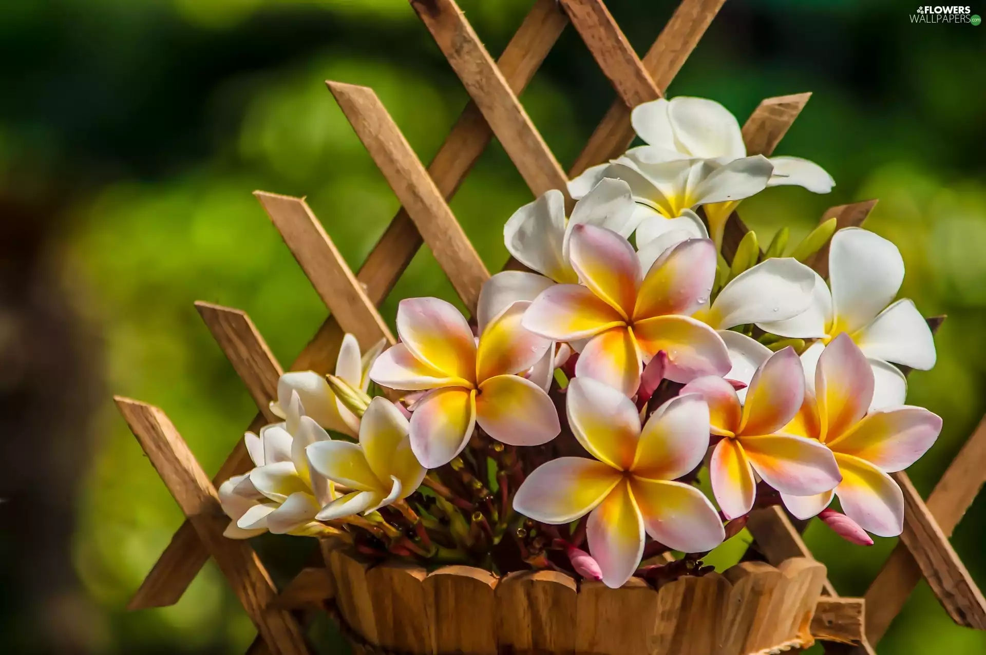 Plumeria, pot