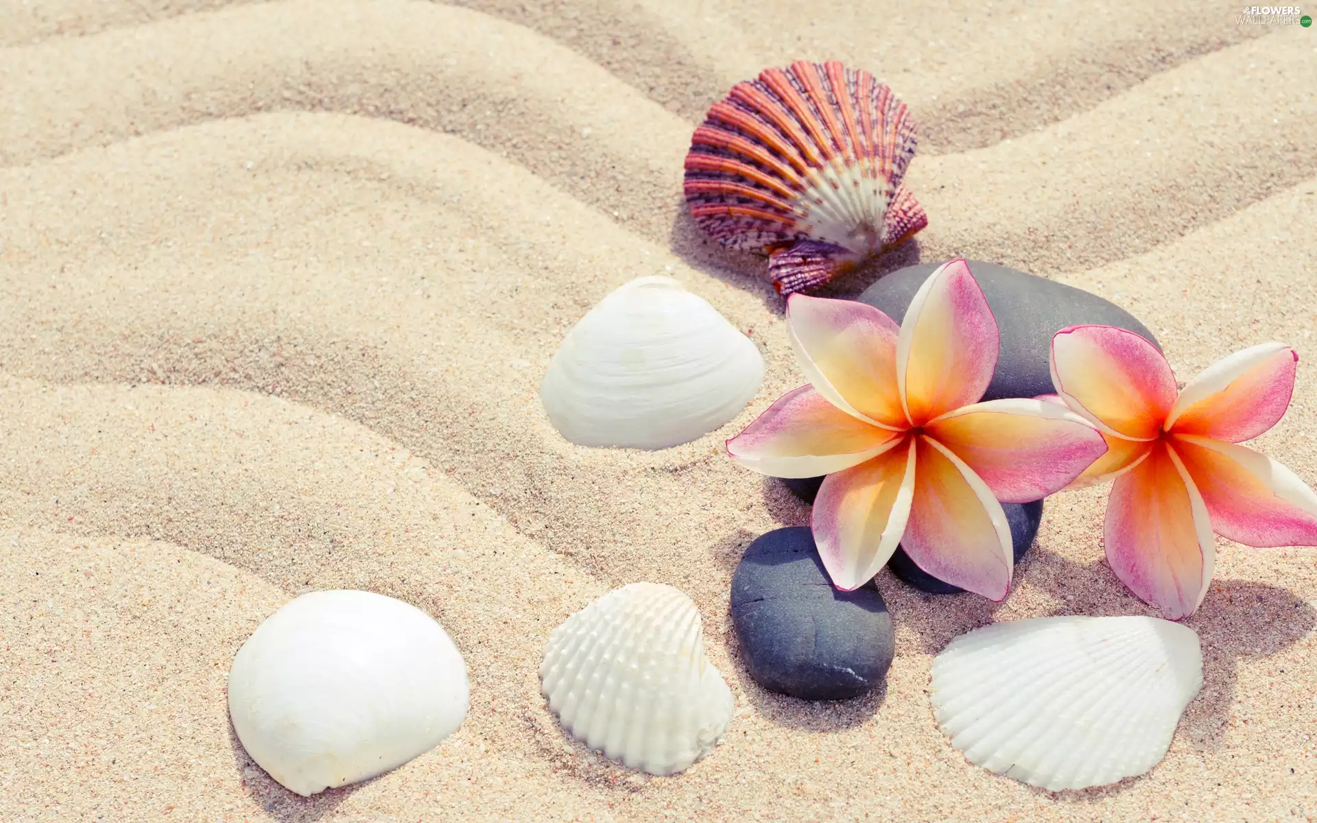 Flowers, Plumeria, Shells, Stones, Sand