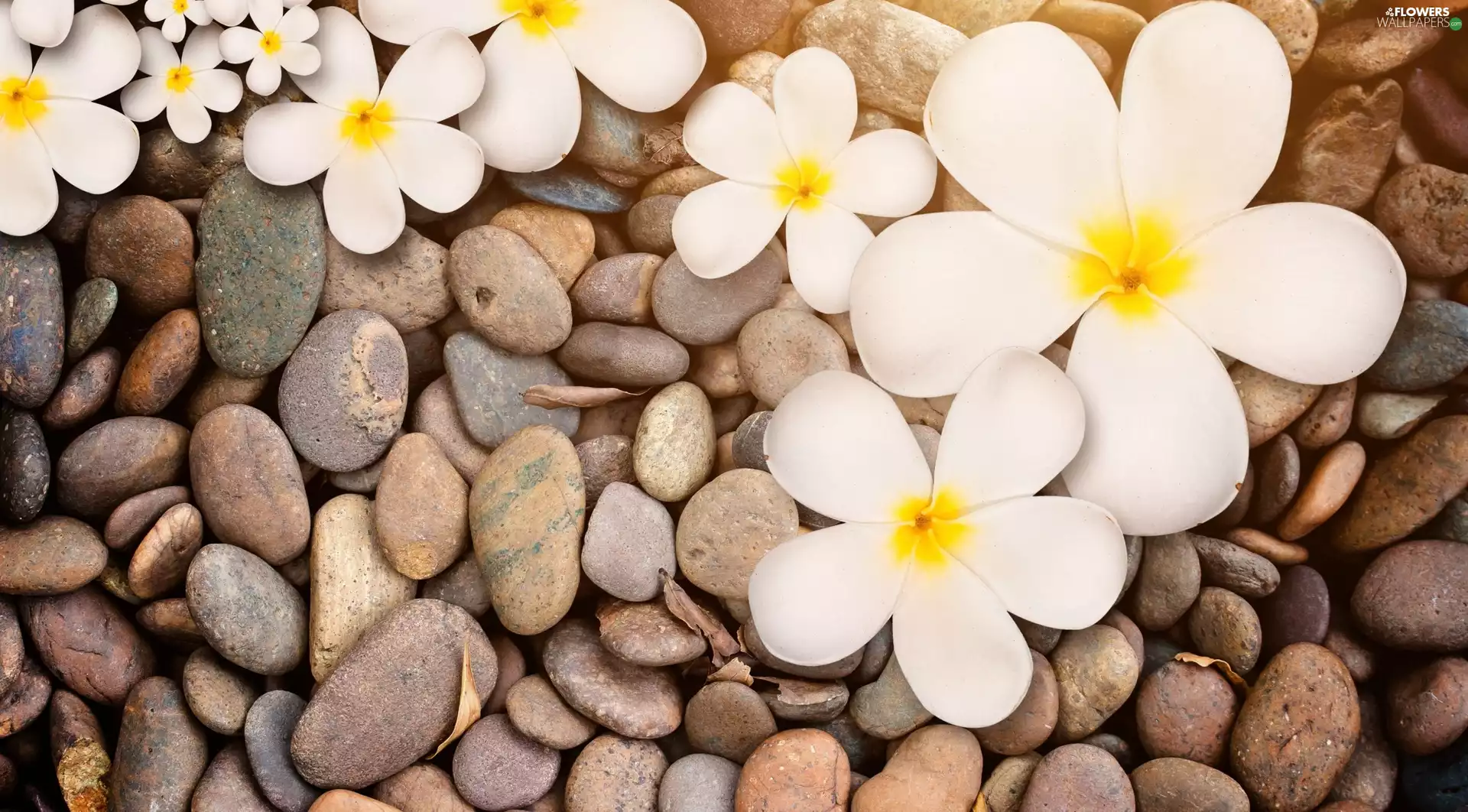 Plumeria, Stones