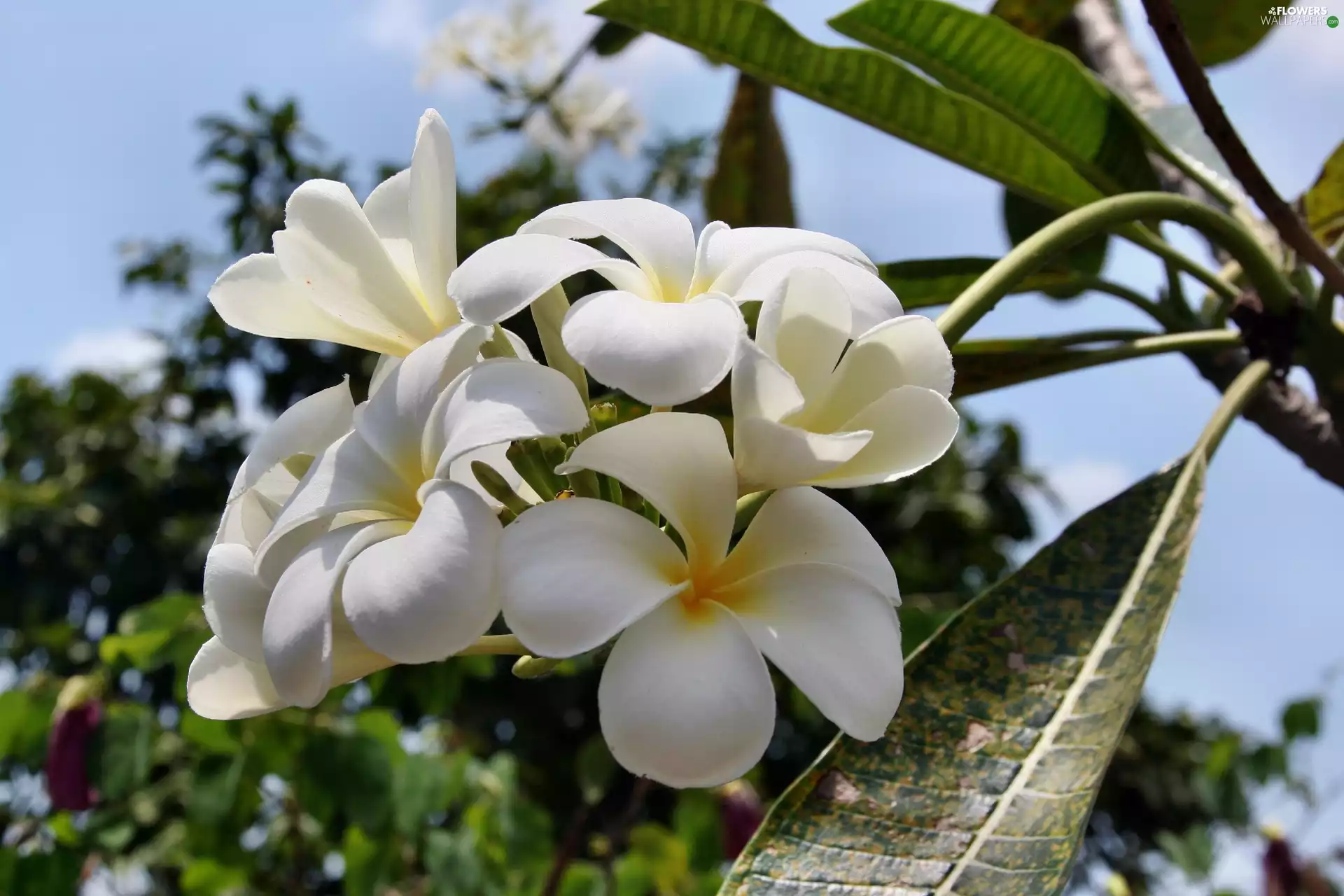 White, Plumeria