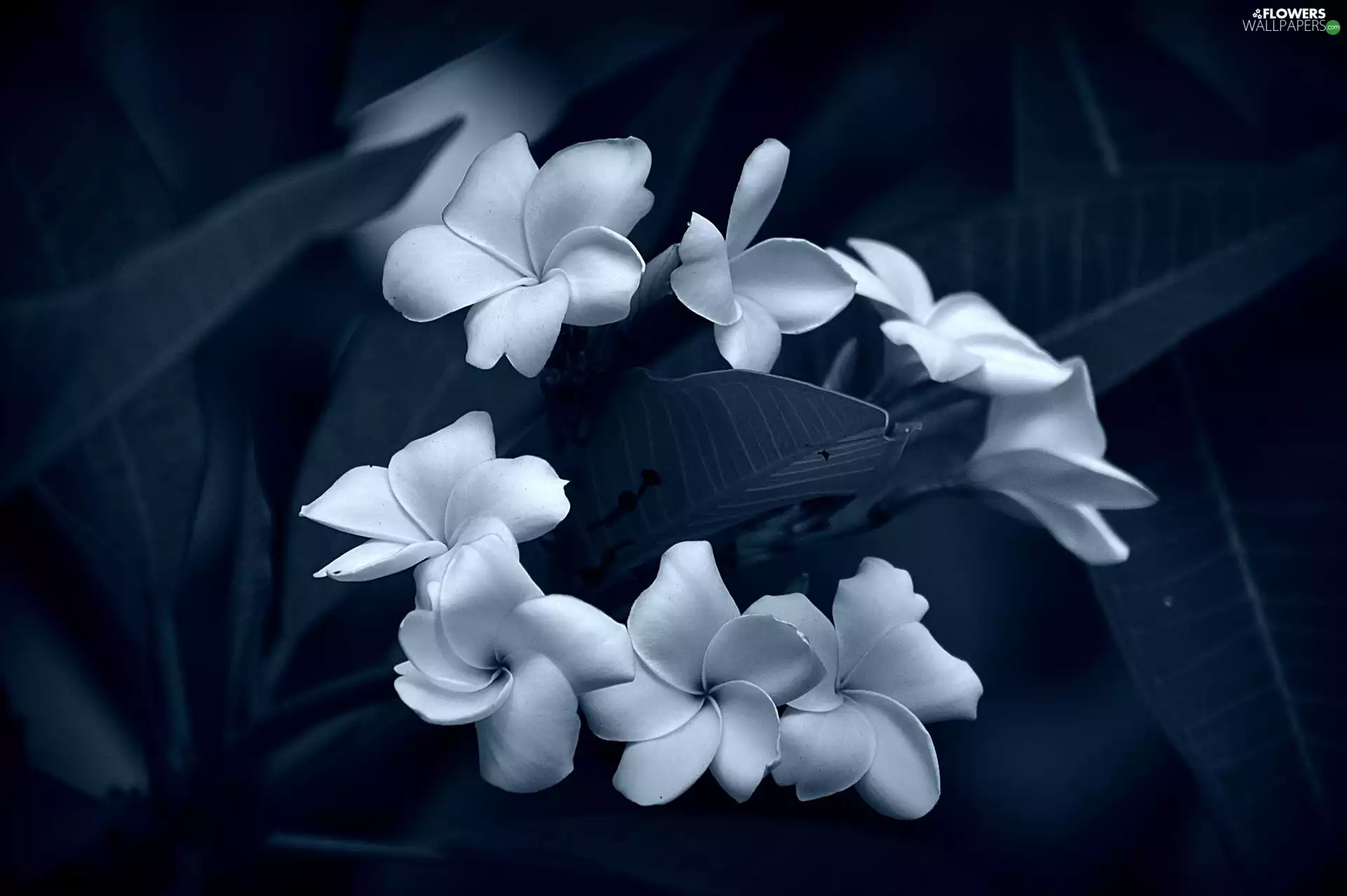 White-Blue, Flowers, Plumeria