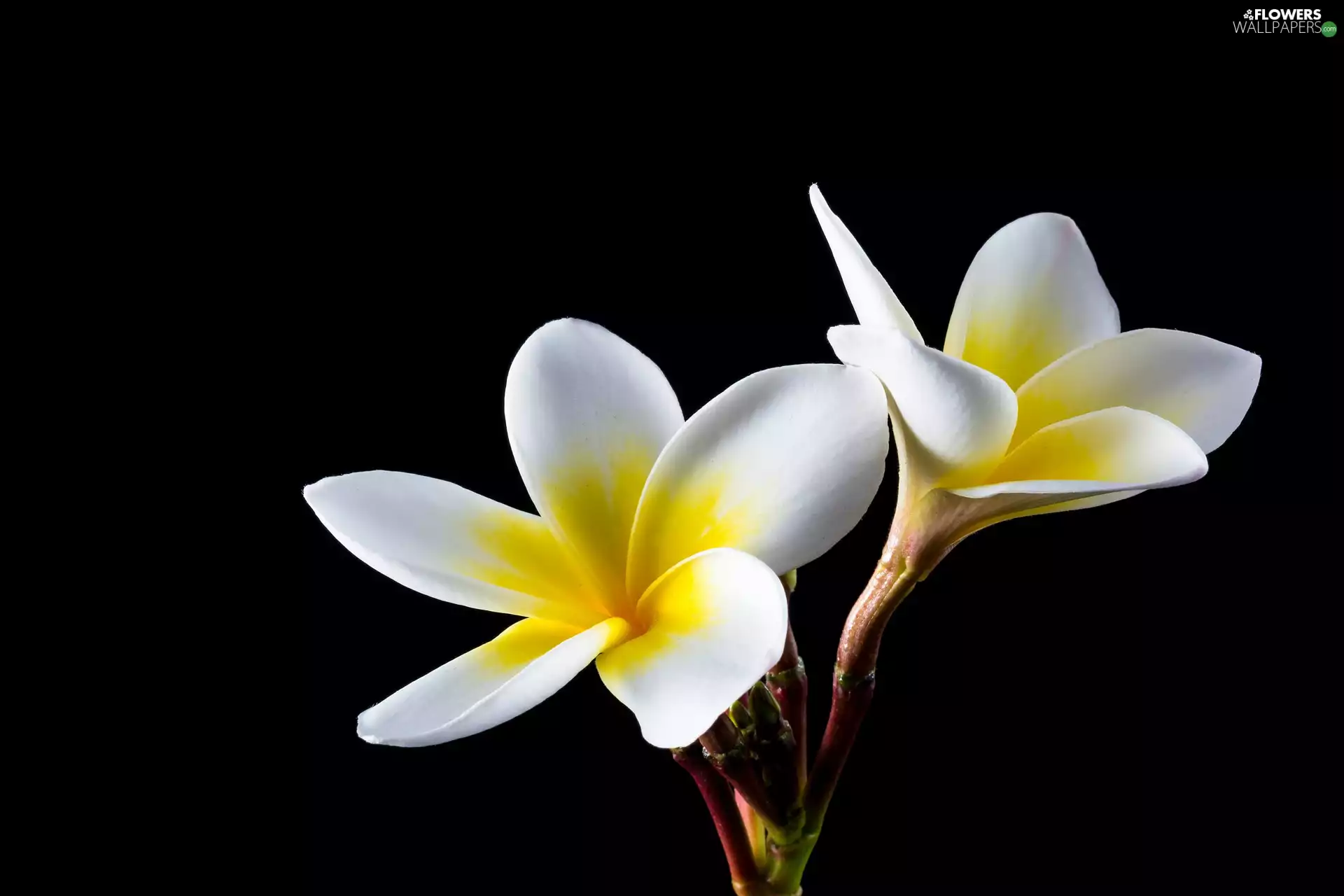 White and yellow, Plumeria