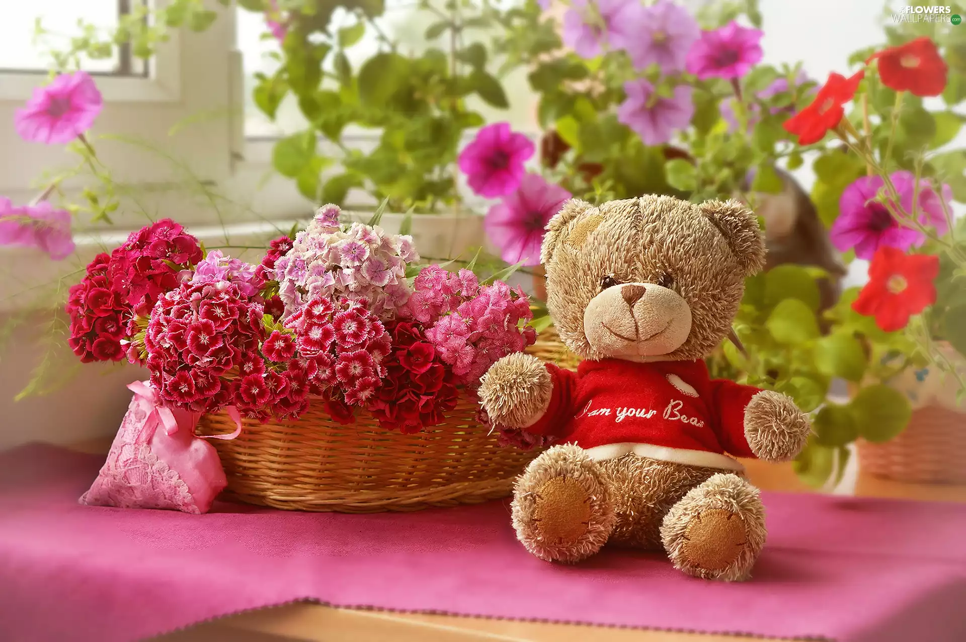 Flowers, Sweet William, Plush, toy, teddy bear