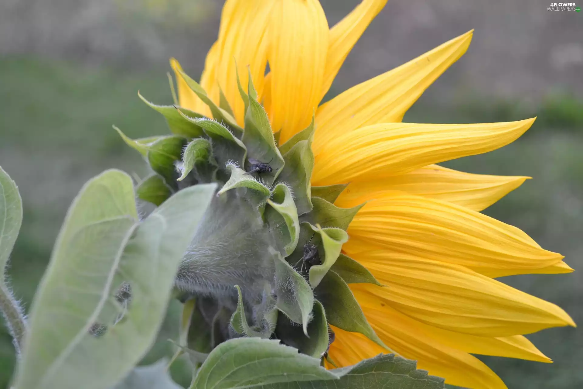 Pluskwiak, Sunflower, fly