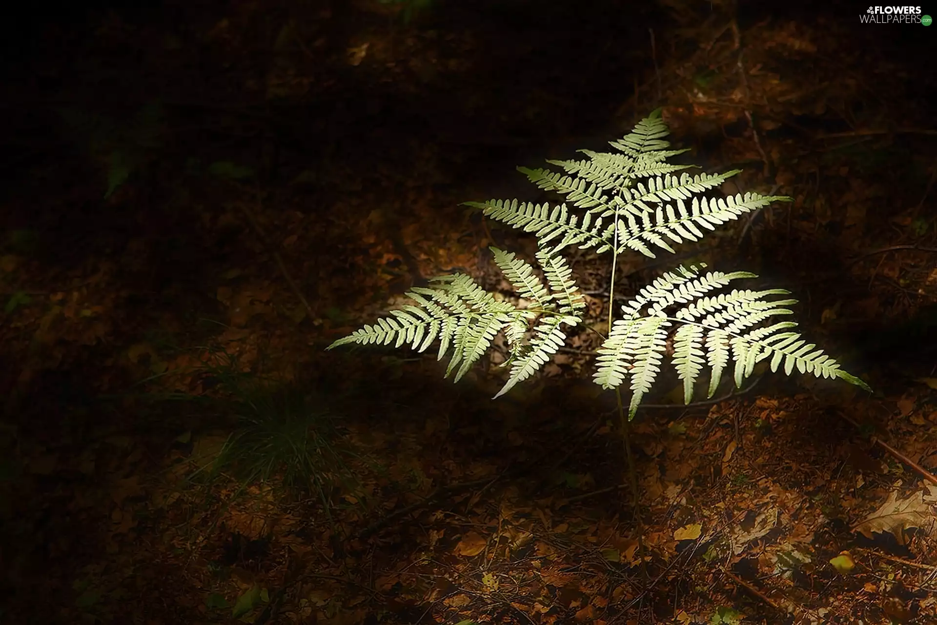 polypody, fleece, forester