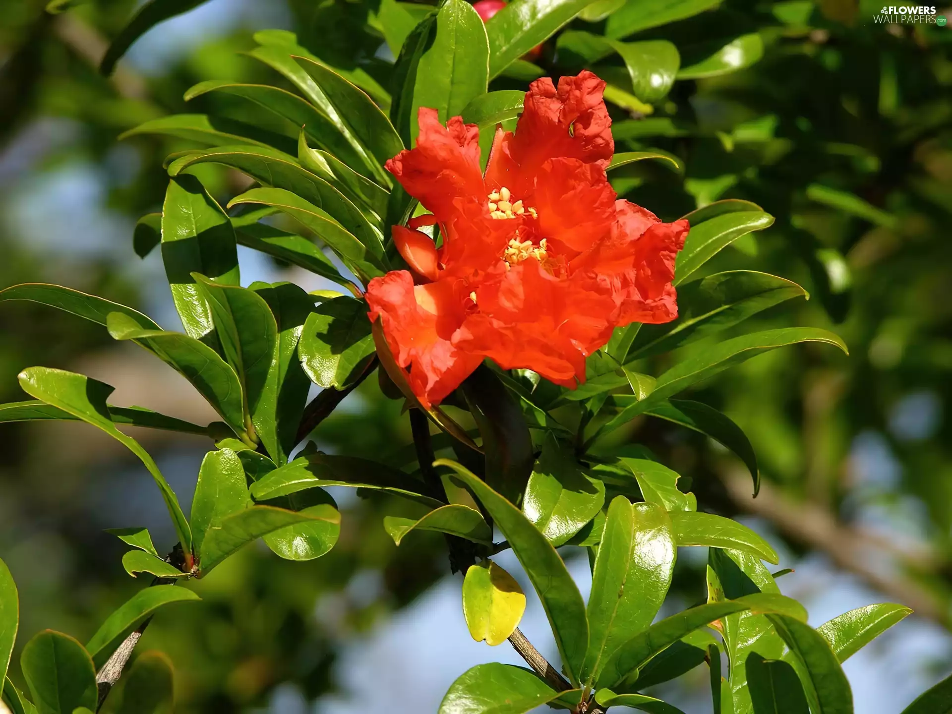 proper, Colourfull Flowers, pomegranate