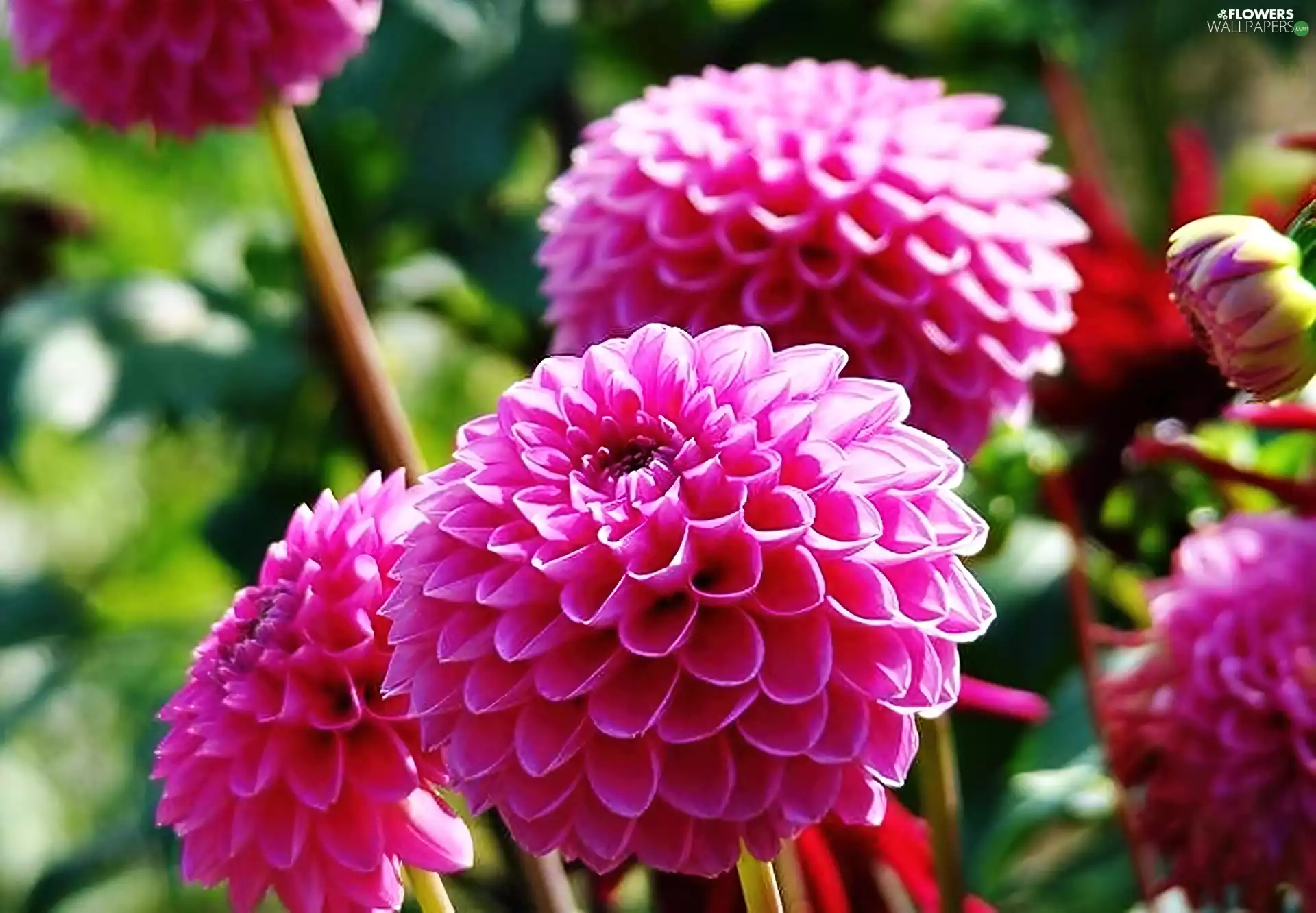 Pompons, Pink, dahlias