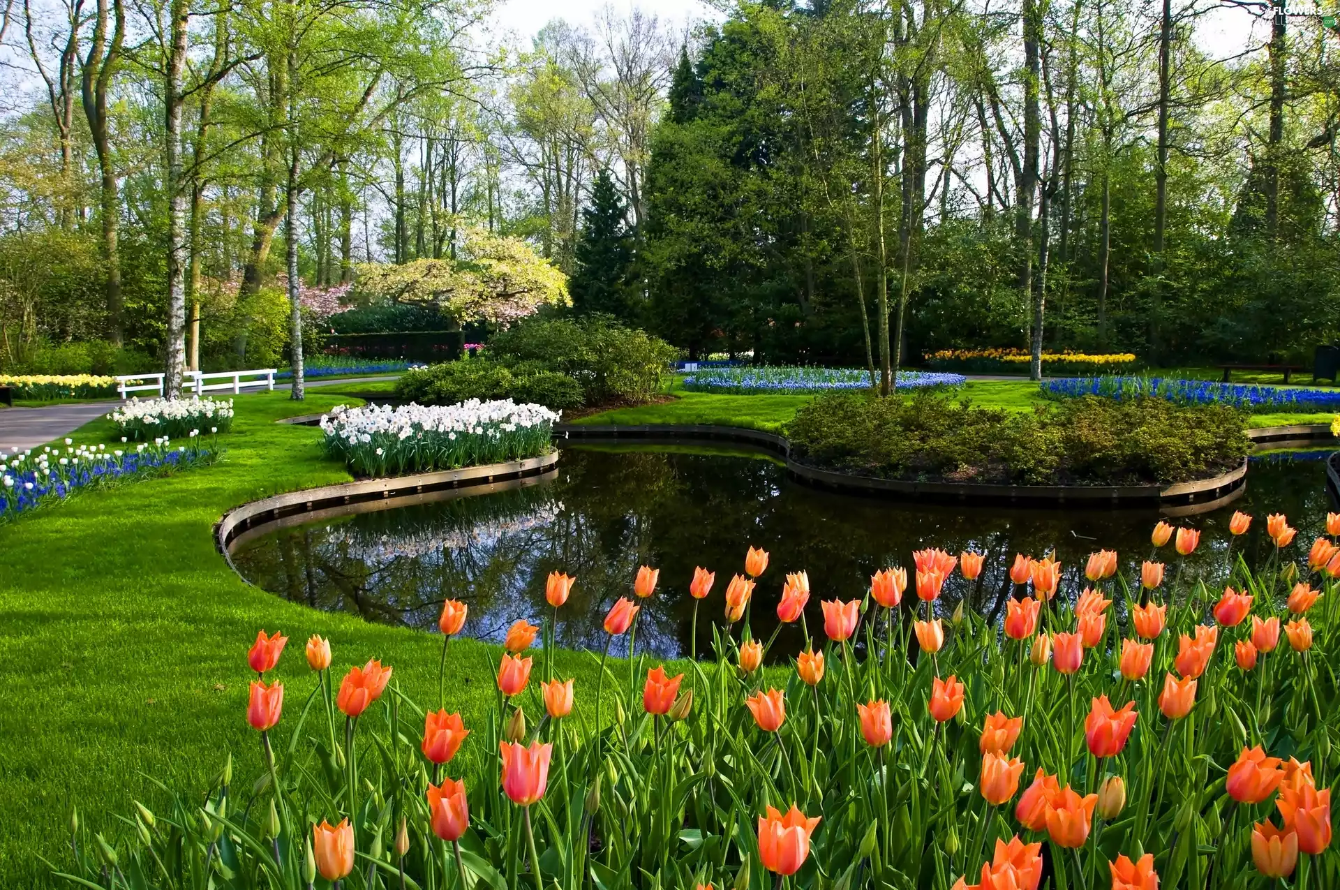 Park, Pond - car, Tulips, Keukenhof