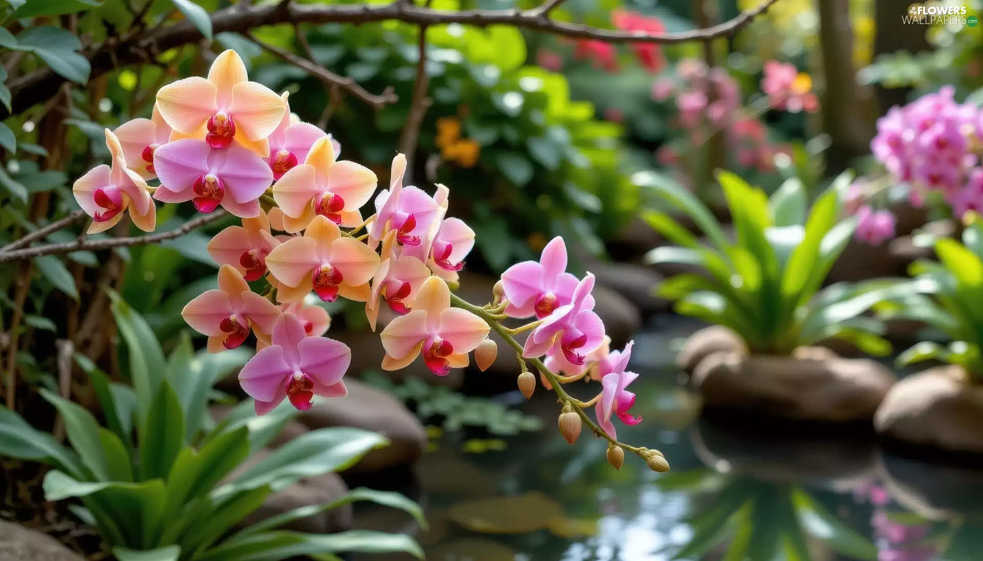 Stones, VEGETATION, orchids, Pond Water, Flowers