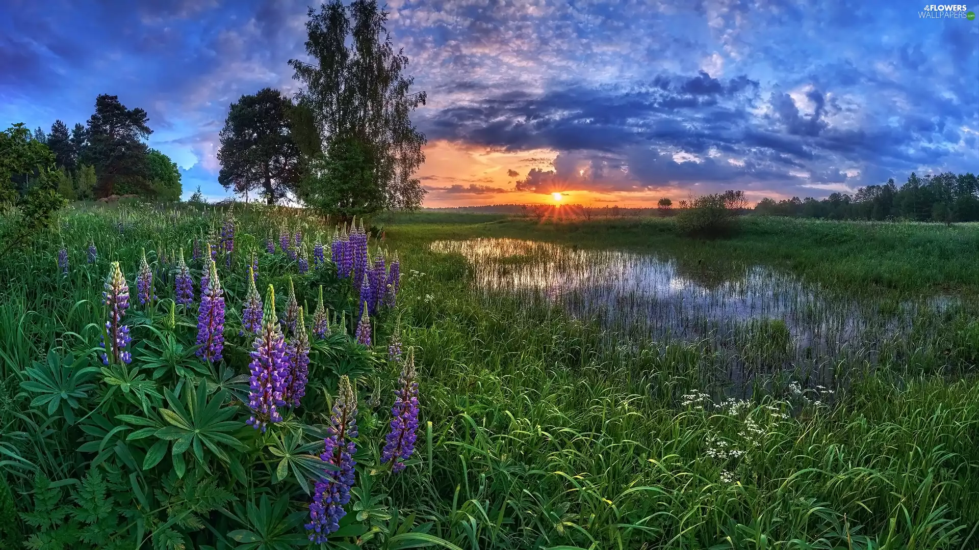 Pond - car, trees, Great Sunsets, viewes, lupine, grass, summer