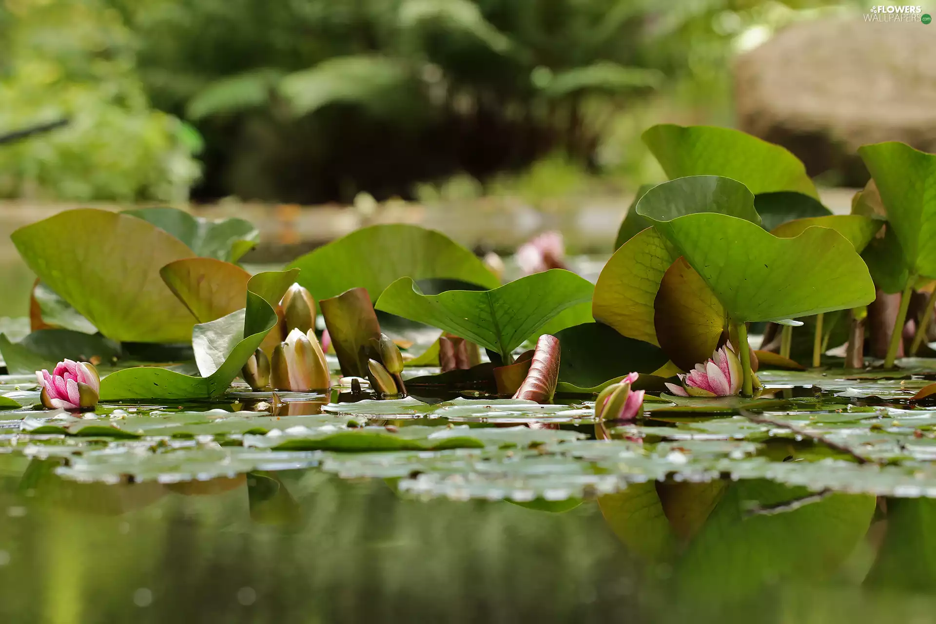 Water lilies, Nenufary, Pond - car, Waterlily