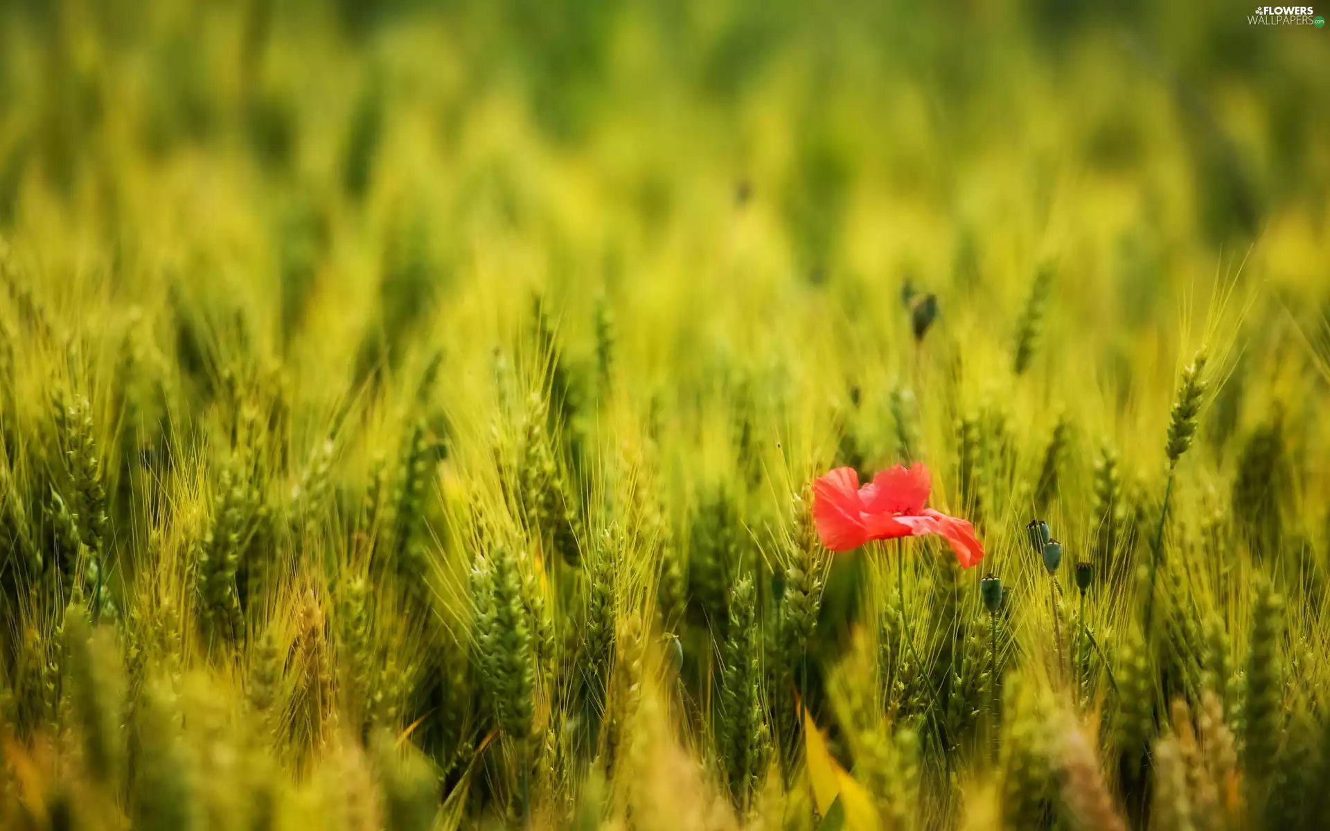 corn, Colourfull Flowers, poppies