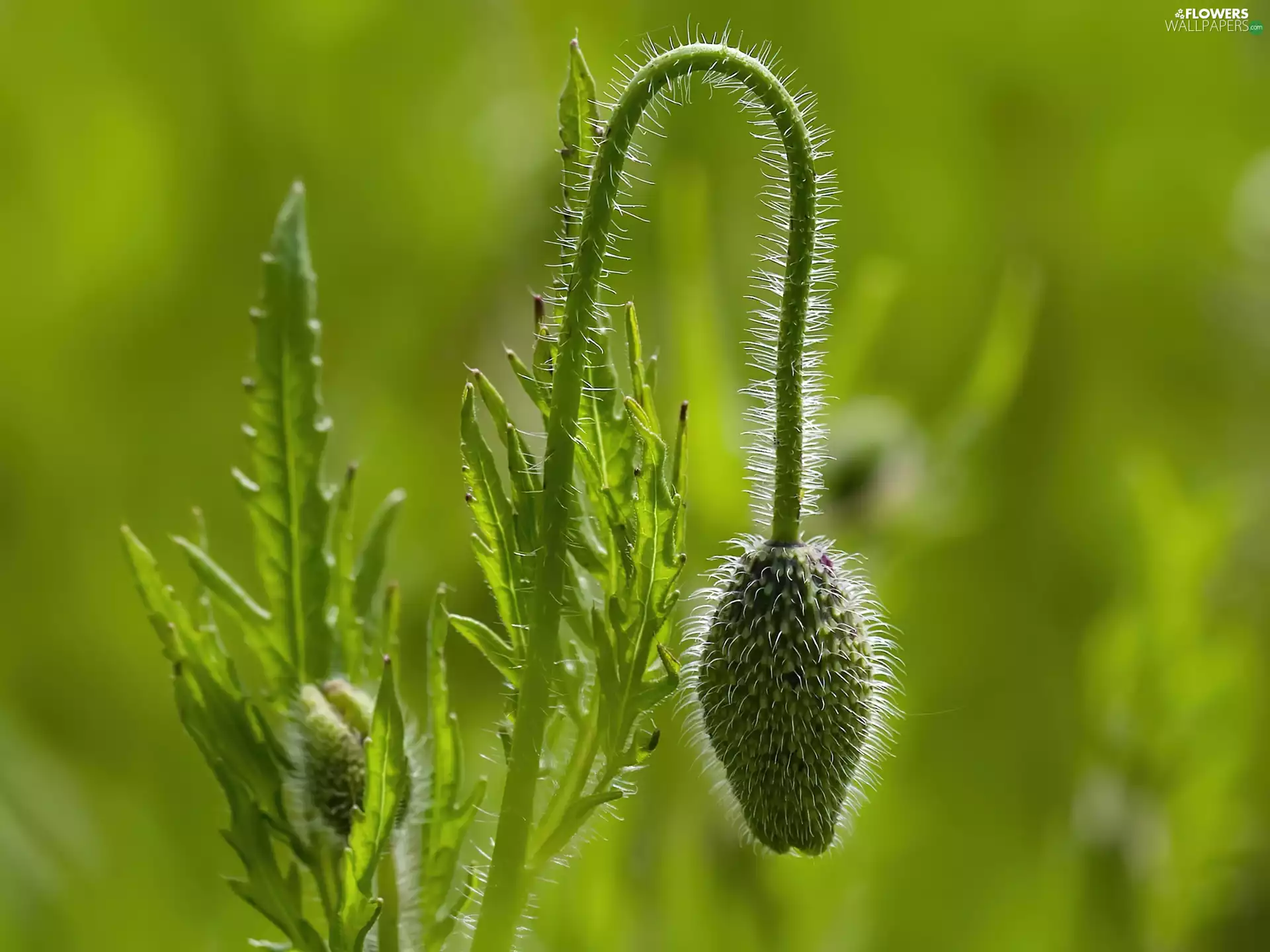 poppies, Green, doughnut