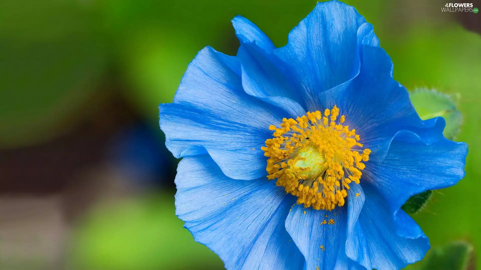 Colourfull Flowers, Blue Poppy