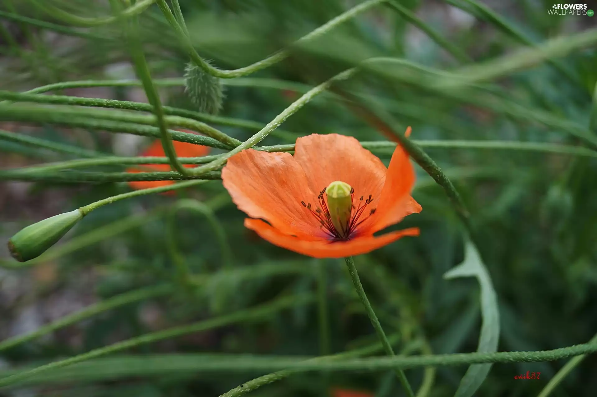 heads, red weed, poppy