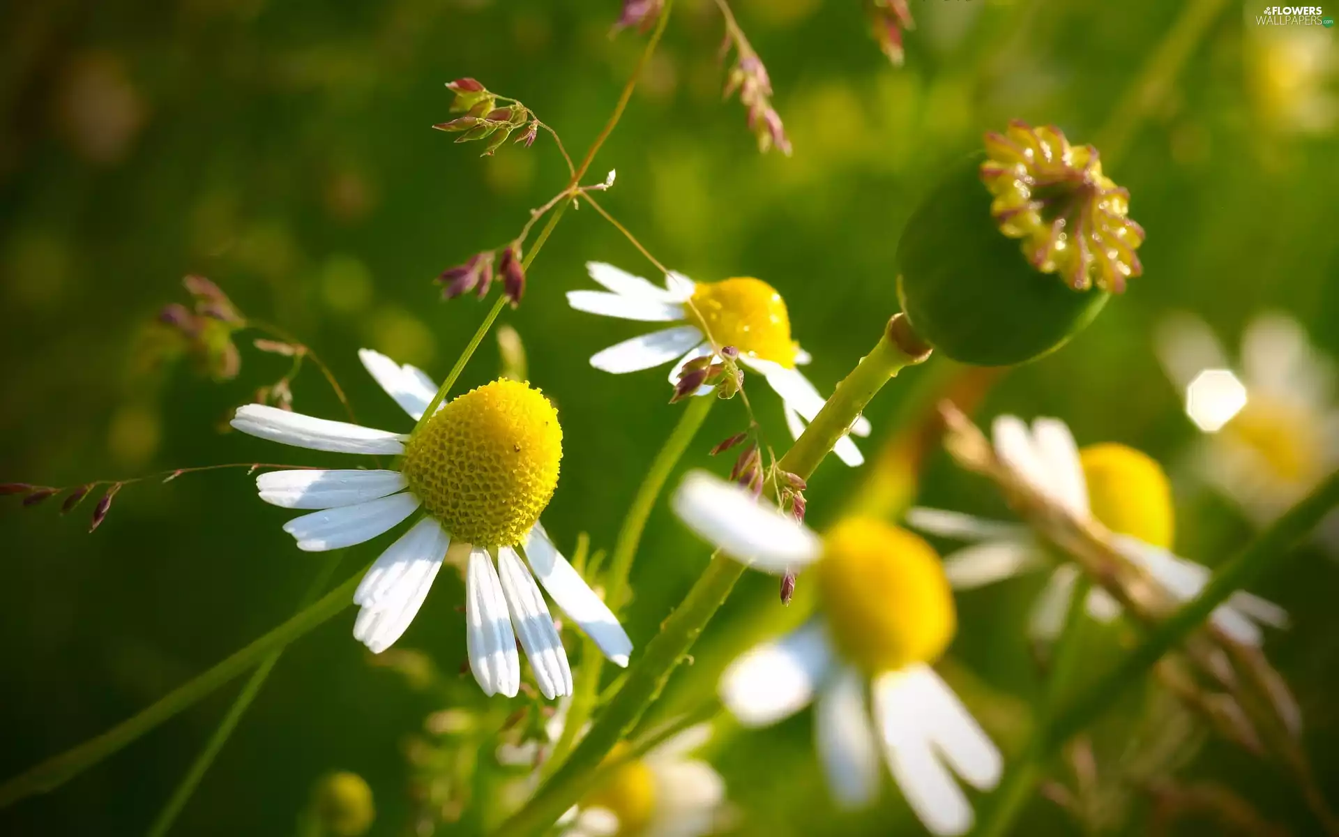 Meadow, chamomile, poppy-head, Flowers