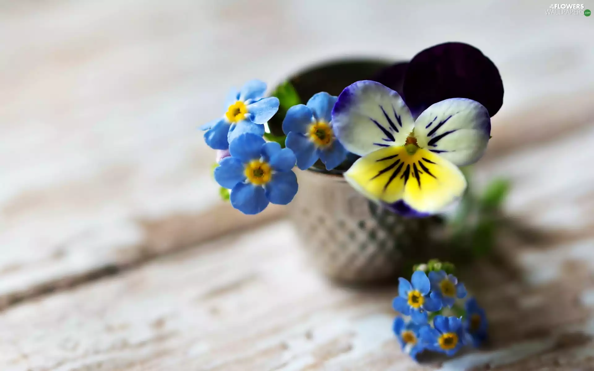Forget, pot, bouquet, pansy, Flowers