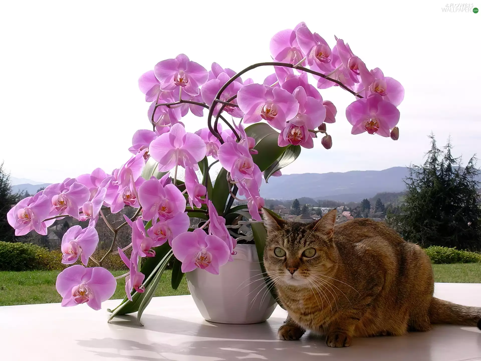 orchid, kitten, landscape, pot