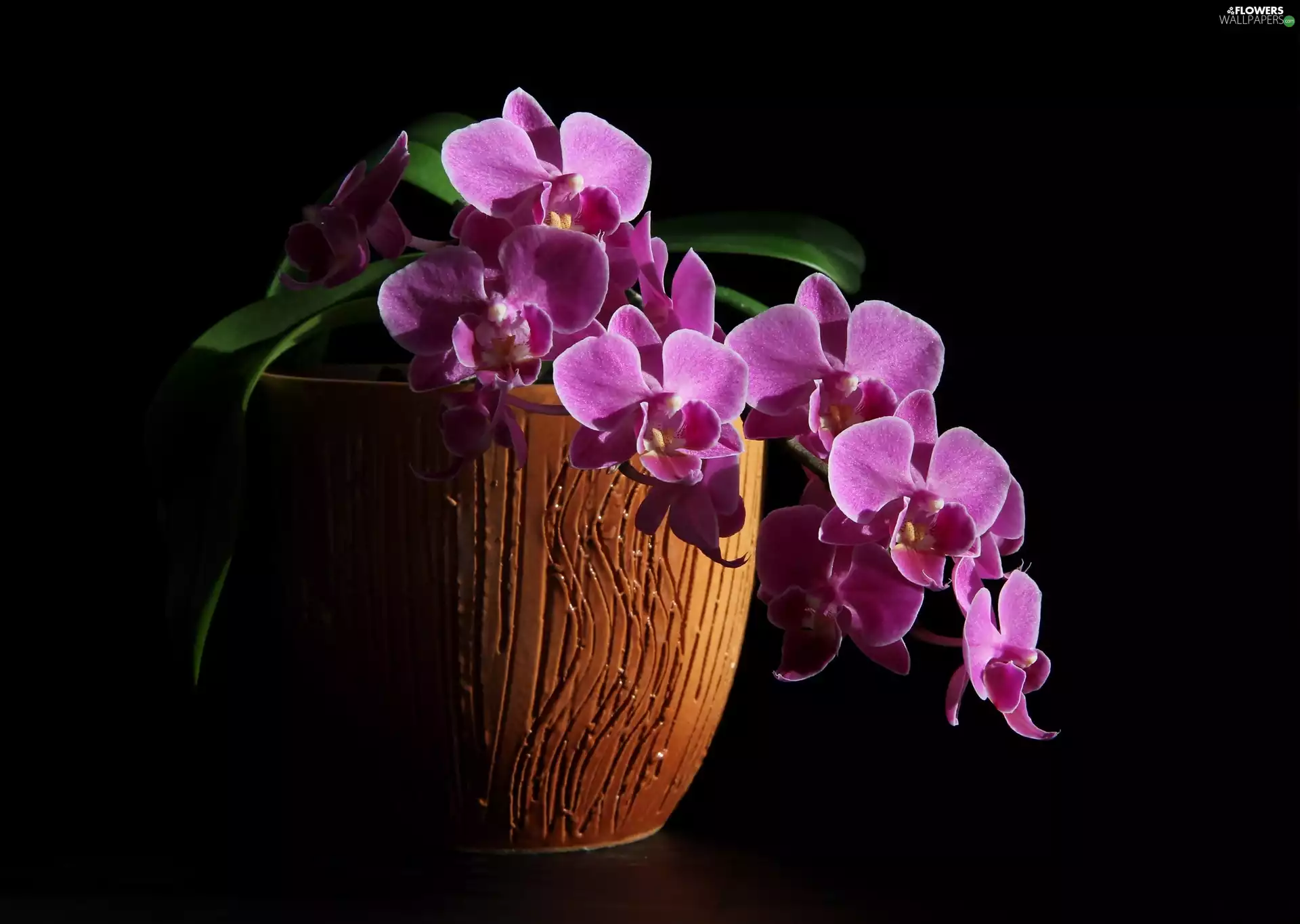 pot, Pink, orchids
