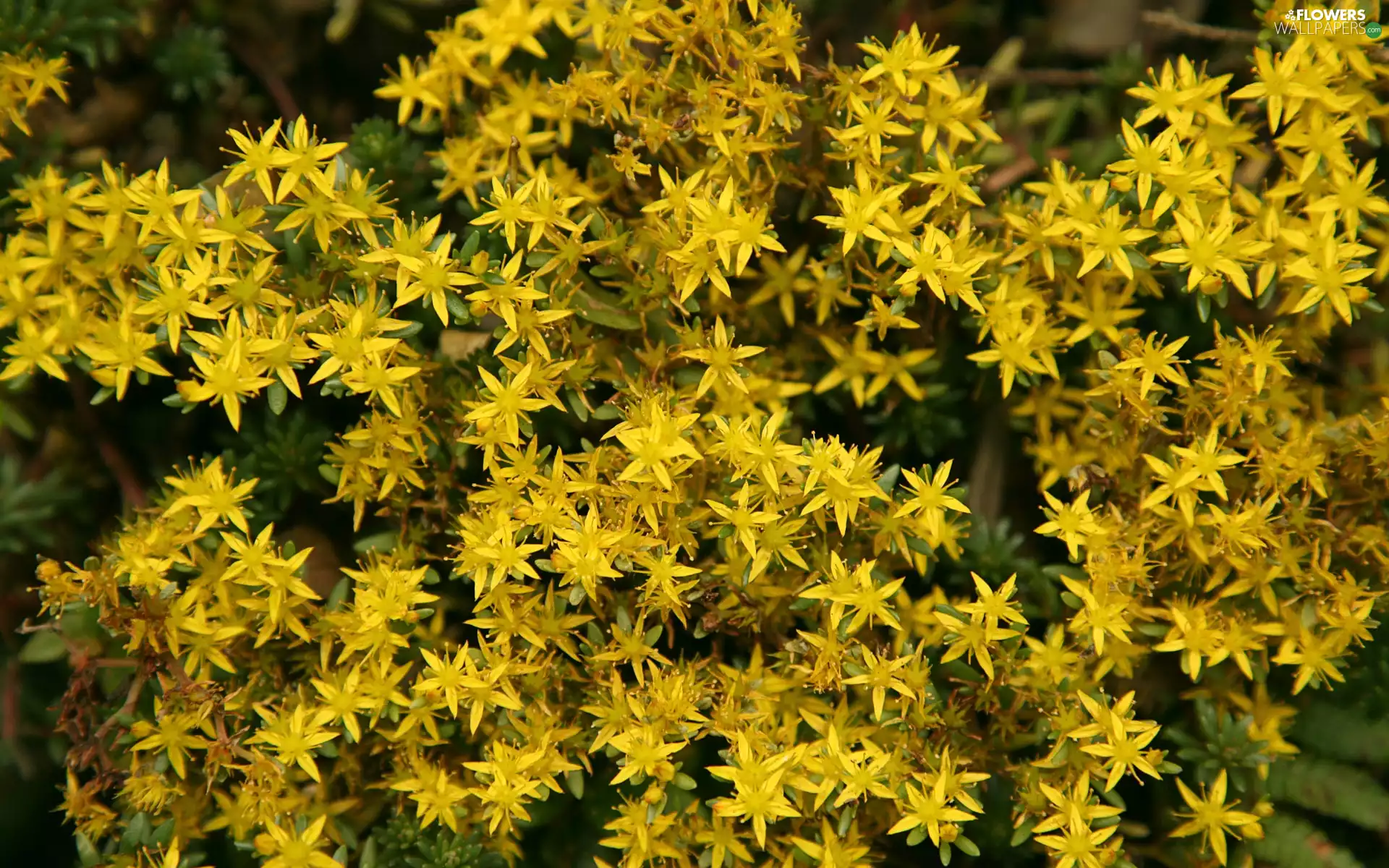 Potentillas, Yellow, Flowers