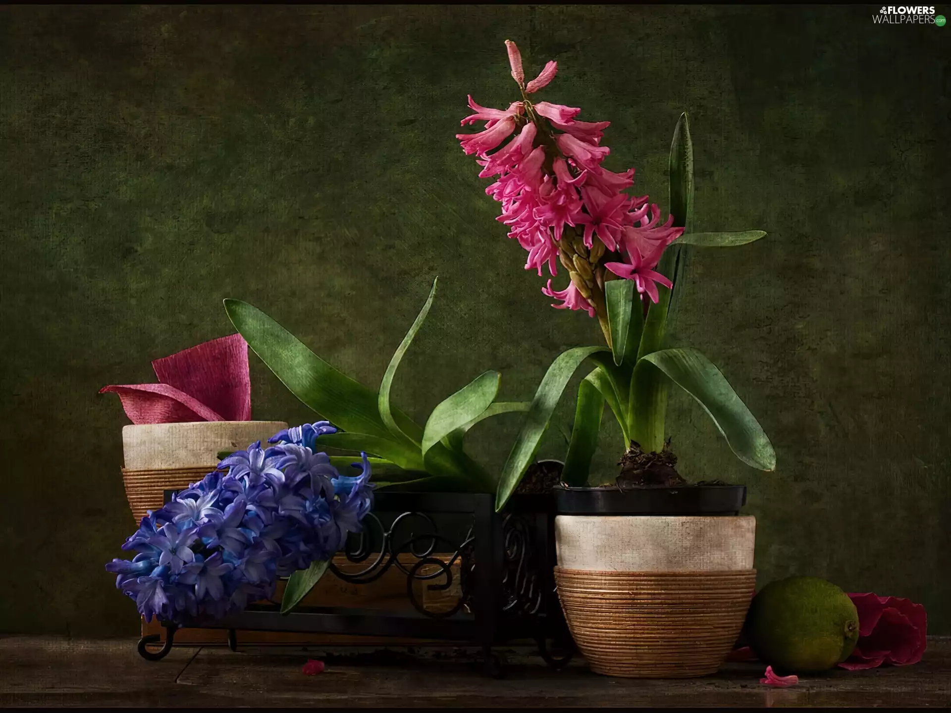 Pots, Hyacinths