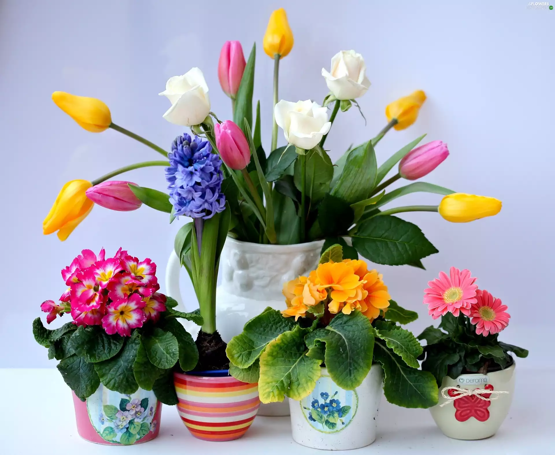 bouquet, Flowers, potted, flowers
