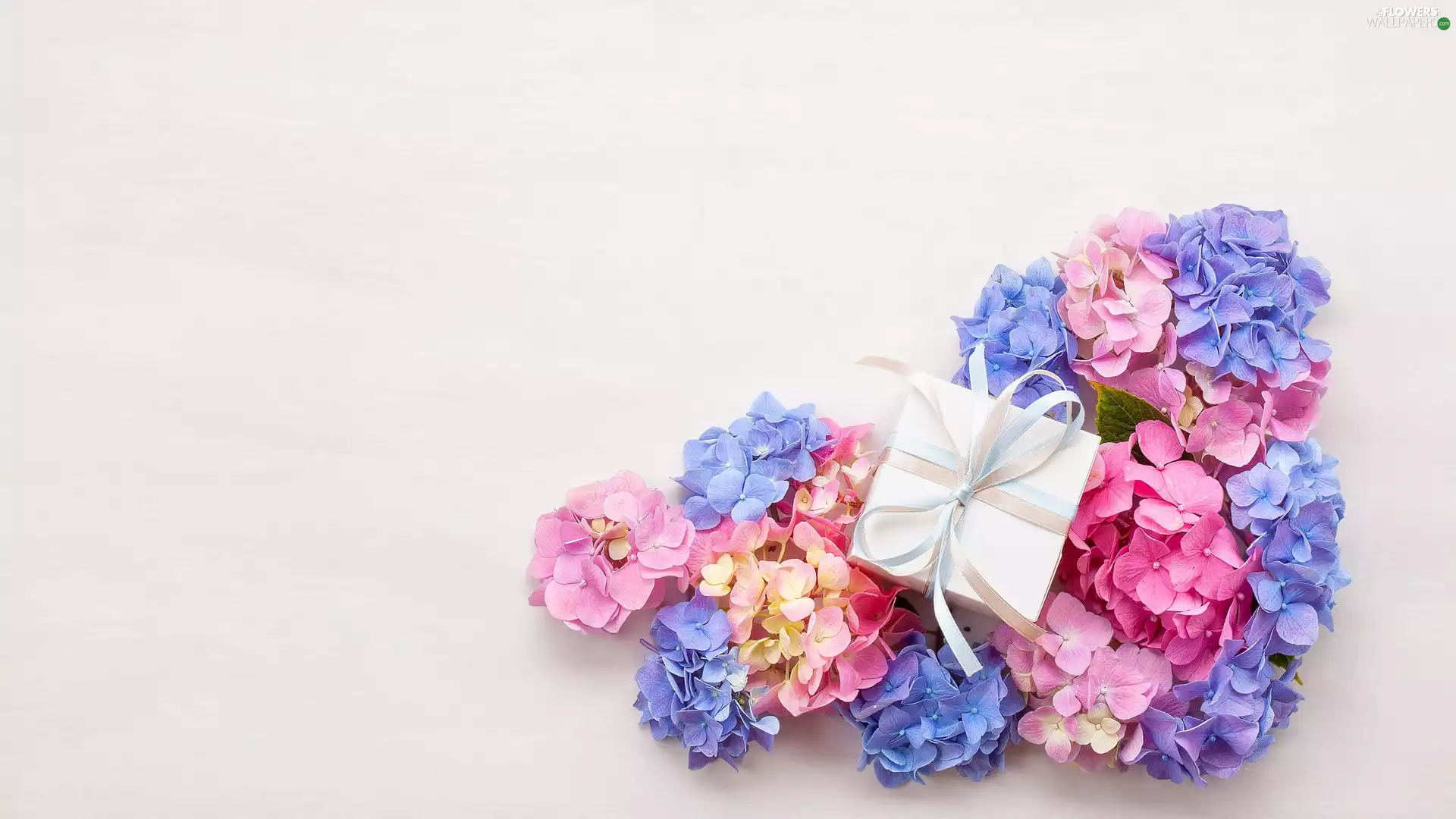 Present, color, hydrangeas