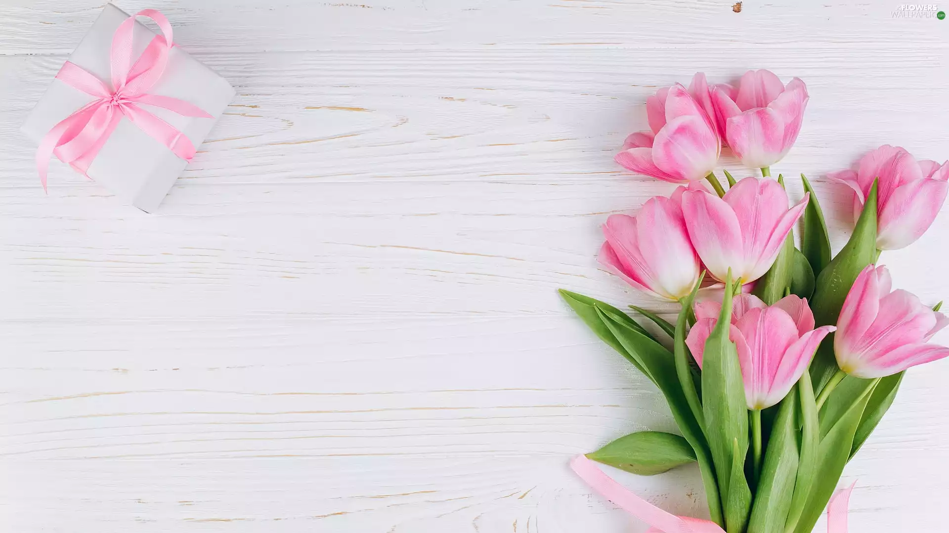 Tulips, White, boarding, Present